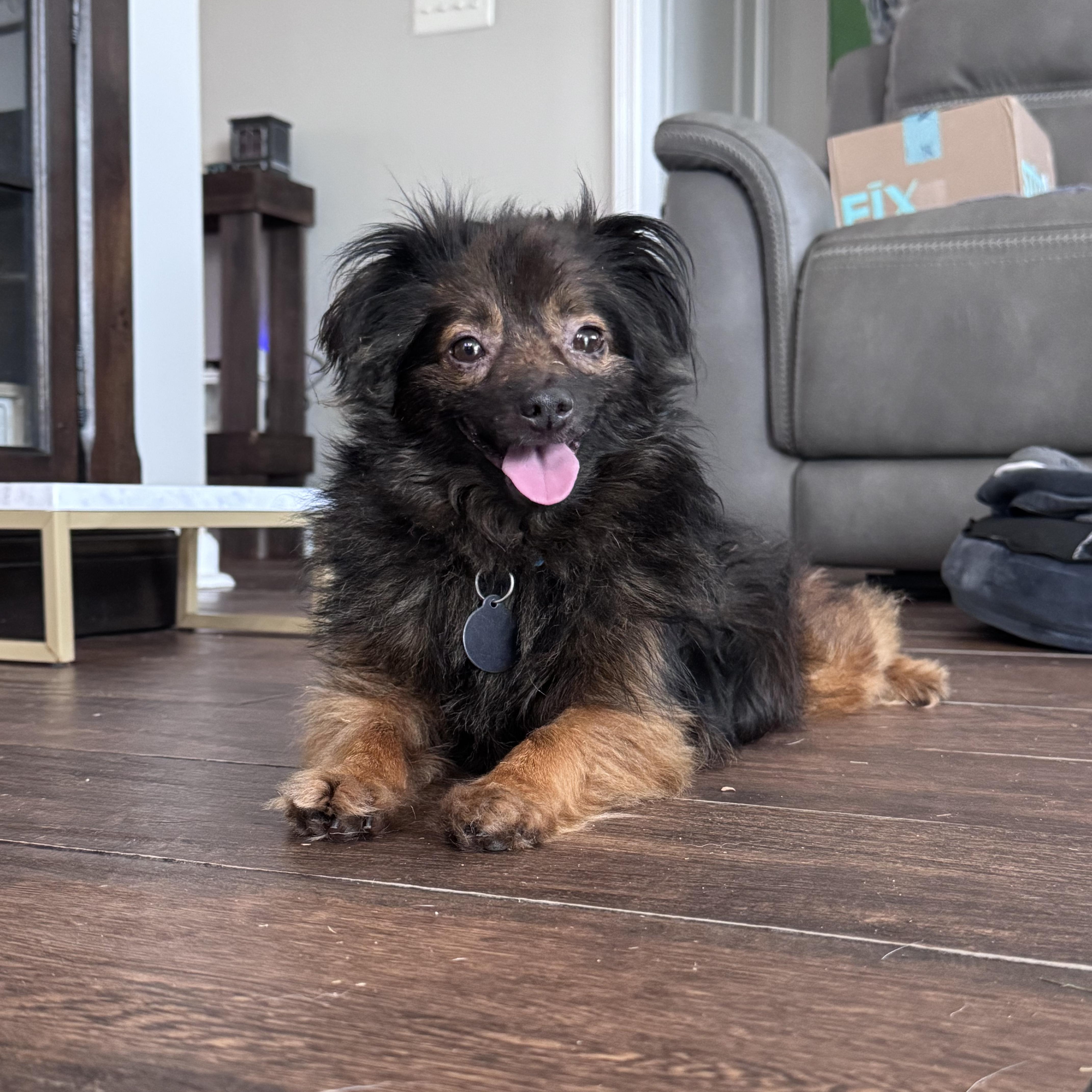 Enlarge Kingston, a Adoptable mixed breed in metairie, LA image 4/5