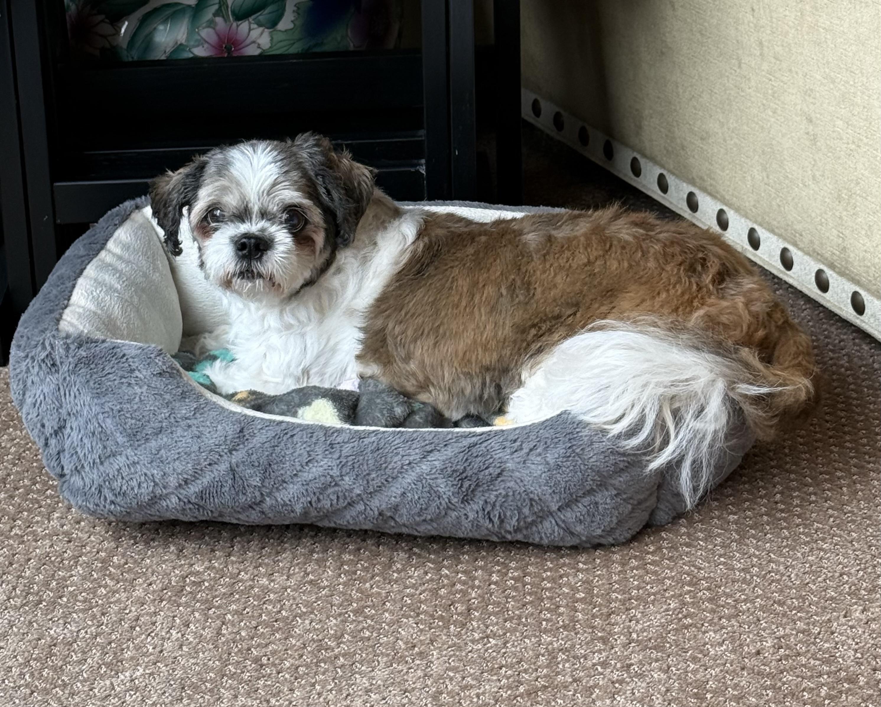 Snooki, a Adoptable Shih Tzu in Baldwin, NY image 2/3