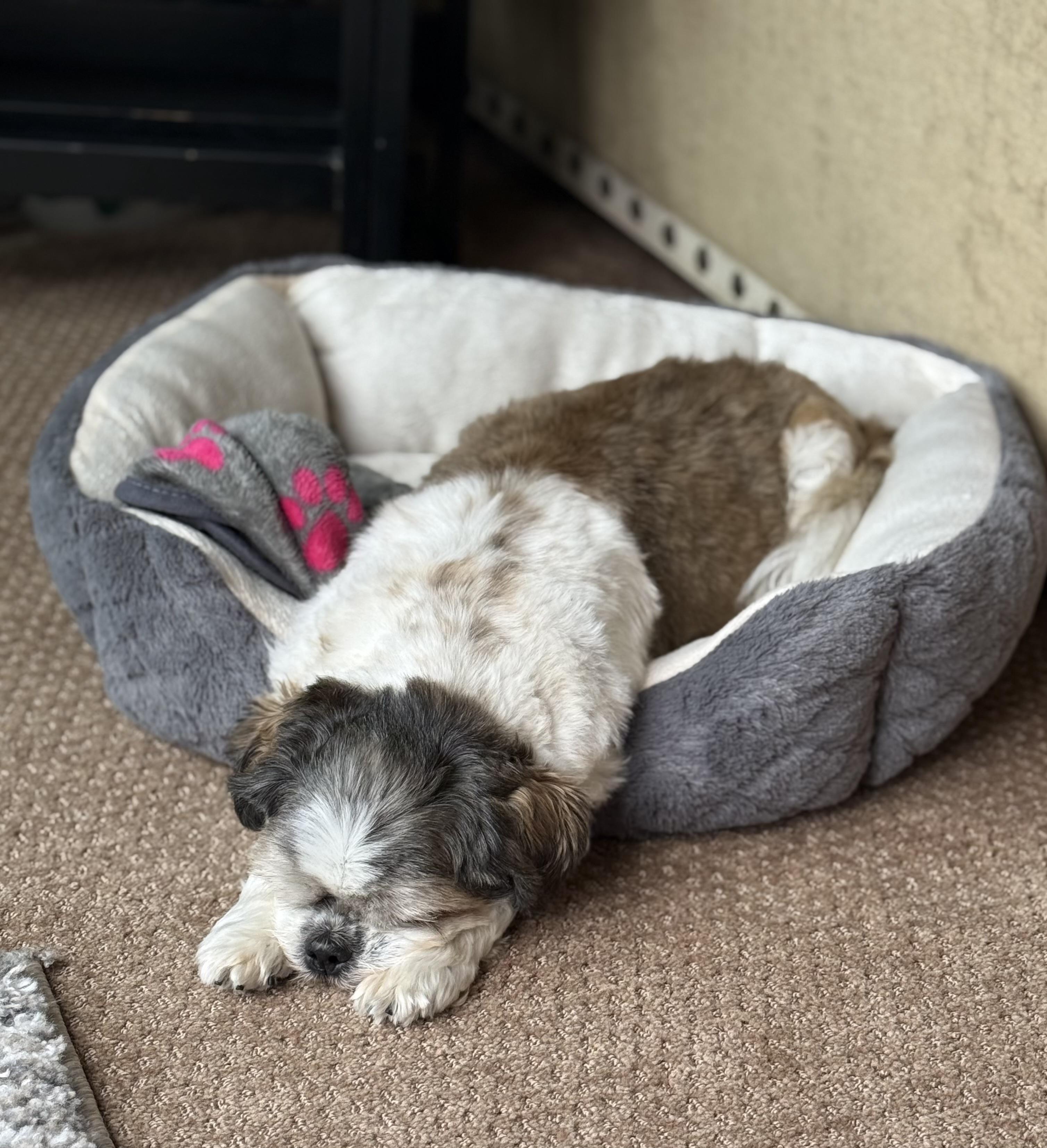 Snooki, a Adoptable Shih Tzu in Baldwin, NY image 3/3