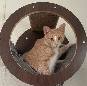Auggie, Young Male Domestic Short Hair