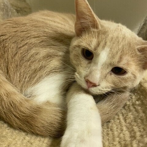 Enlarge Auggie, a Adoptable Domestic Short Hair in Centralia, IL image 2/4