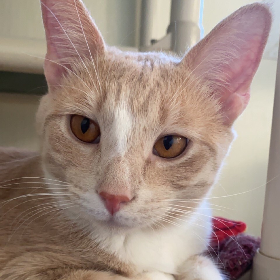 Enlarge Auggie, a Adoptable Domestic Short Hair in Centralia, IL image 3/4