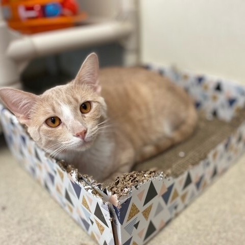 Enlarge Auggie, a Adoptable Domestic Short Hair in Centralia, IL image 4/4