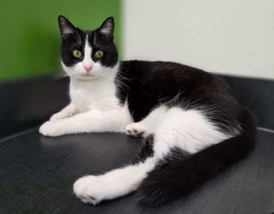 Enlarge Skylar, a Adoptable Domestic Short Hair in Cortland, OH image 1/3