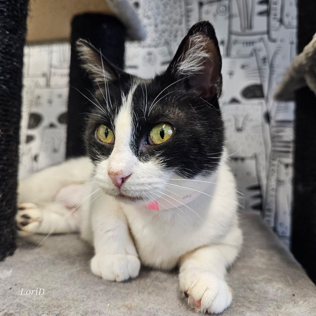 Enlarge Skylar, a ADOPTABLE Domestic Short Hair in Cortland, OH image 2/2