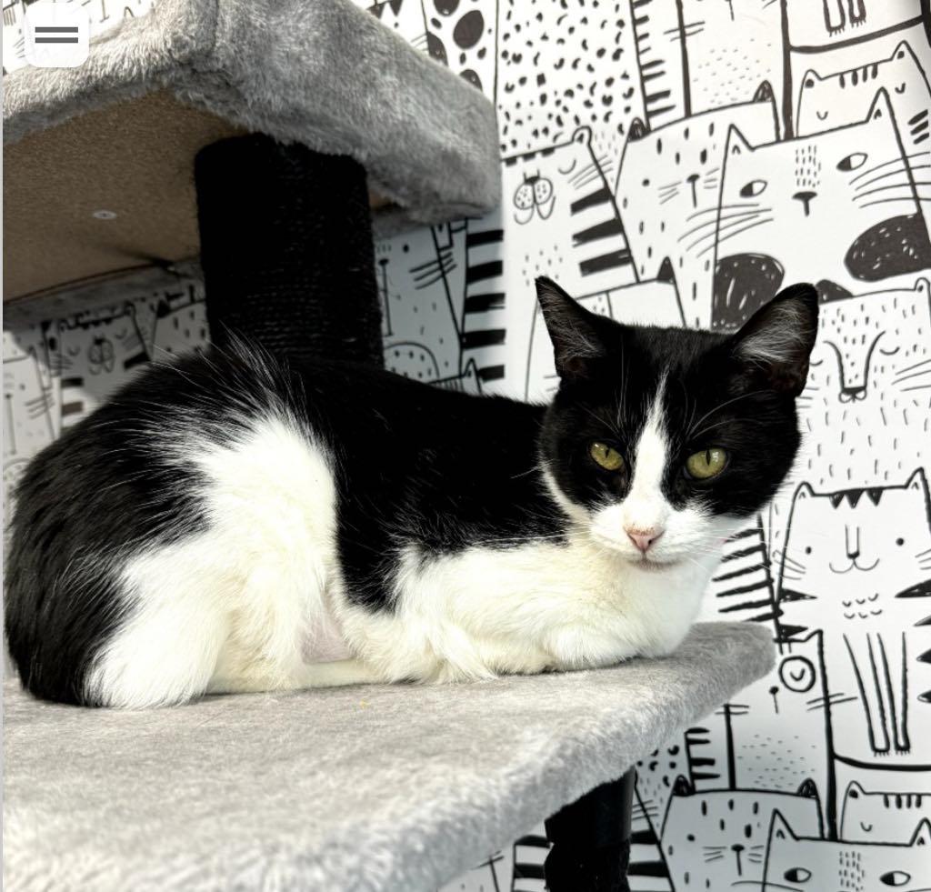 Enlarge Skylar, a ADOPTABLE Domestic Short Hair in Cortland, OH image 1/2