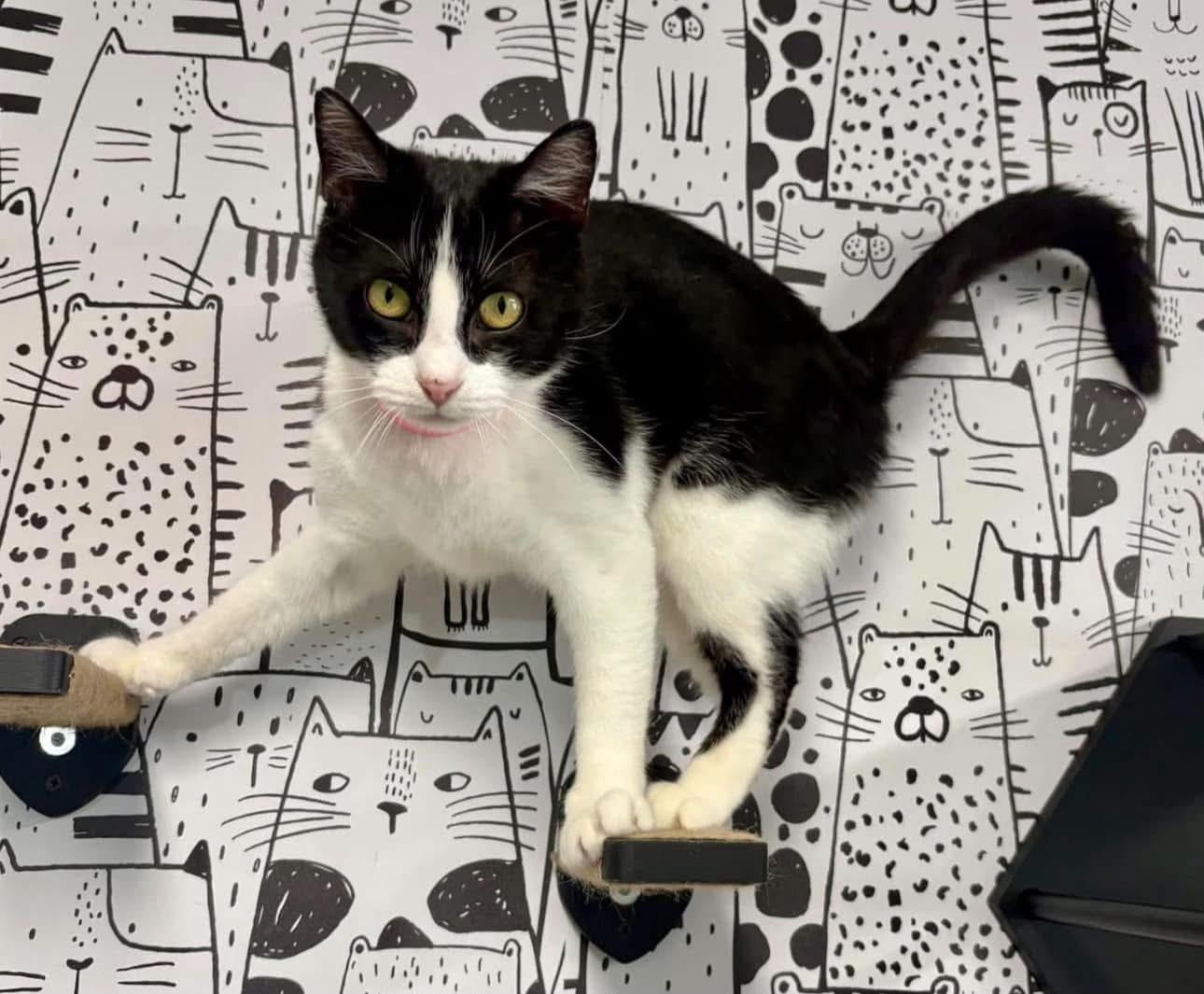 Enlarge Skylar, a Adoptable Domestic Short Hair in Cortland, OH image 2/3