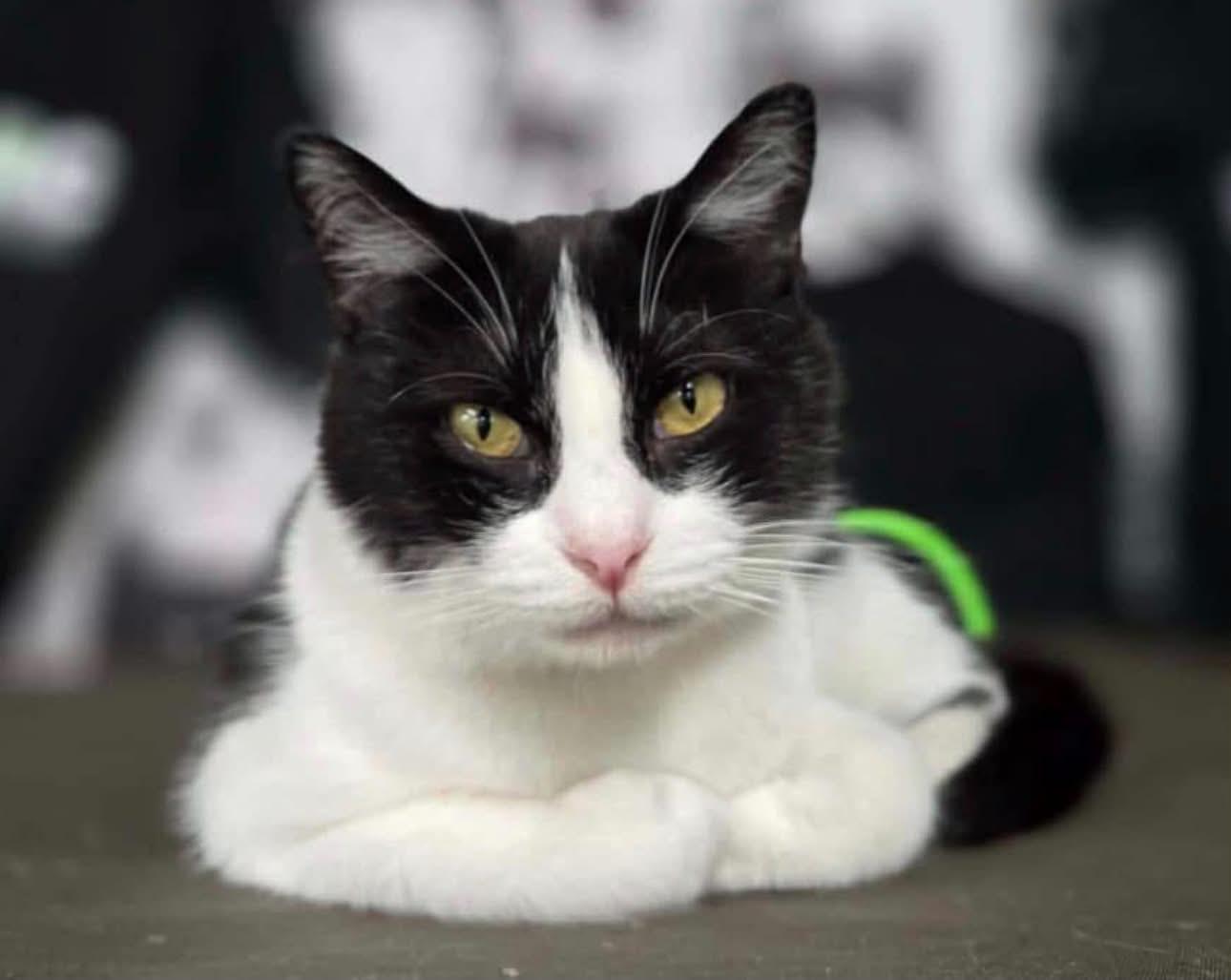 Enlarge Skylar, a Adoptable Domestic Short Hair in Cortland, OH image 3/3