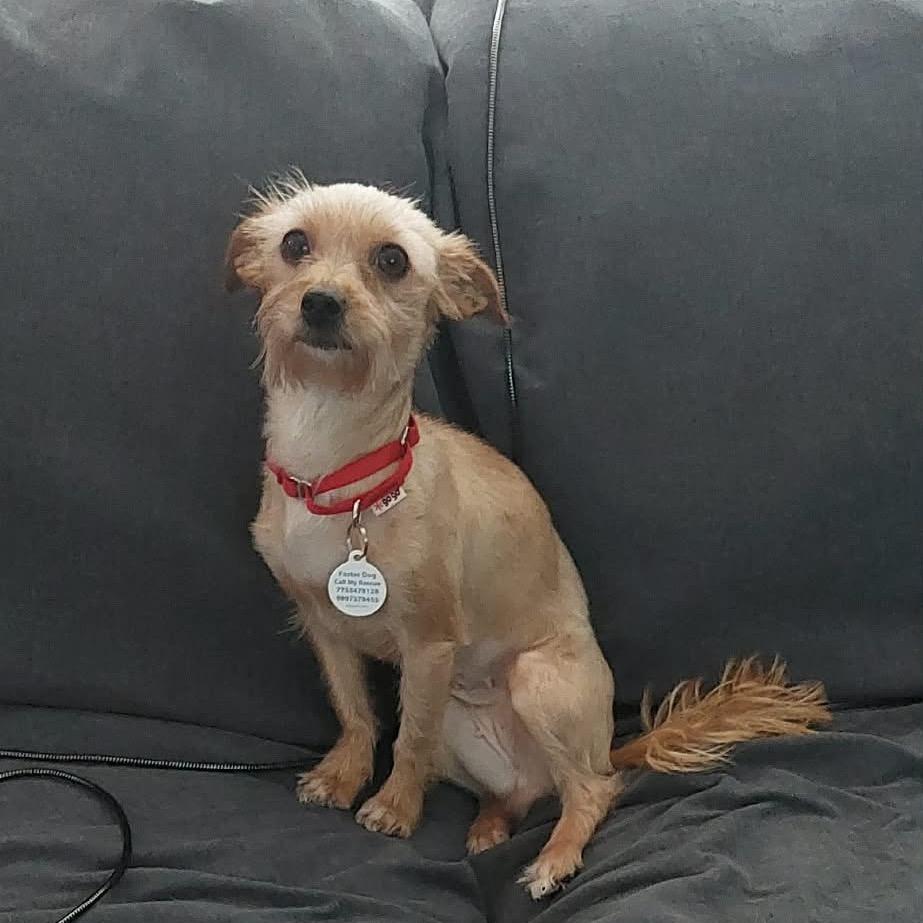 Jean, ADOPTABLE, Adult Female Yorkshire Terrier & Chihuahua.