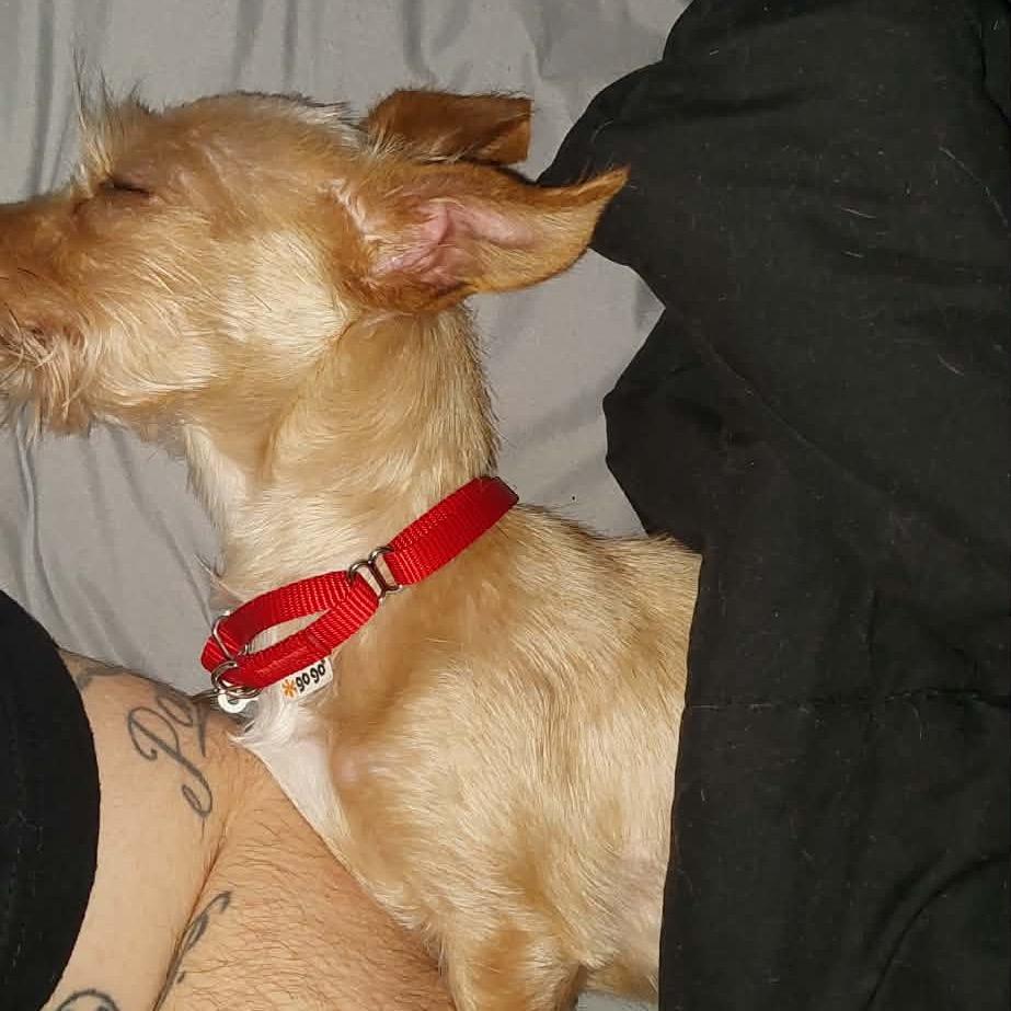 Enlarge Jean, a ADOPTABLE mixed breed in Chicago, IL image 2/3