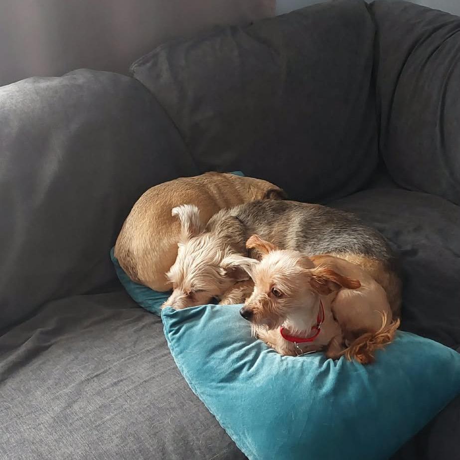 Enlarge Jean, a ADOPTABLE mixed breed in Chicago, IL image 3/3