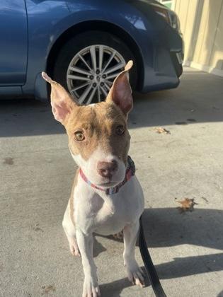 Montgomery (160298) (in a Foster Home), adopted, Young Female Mixed Breed.