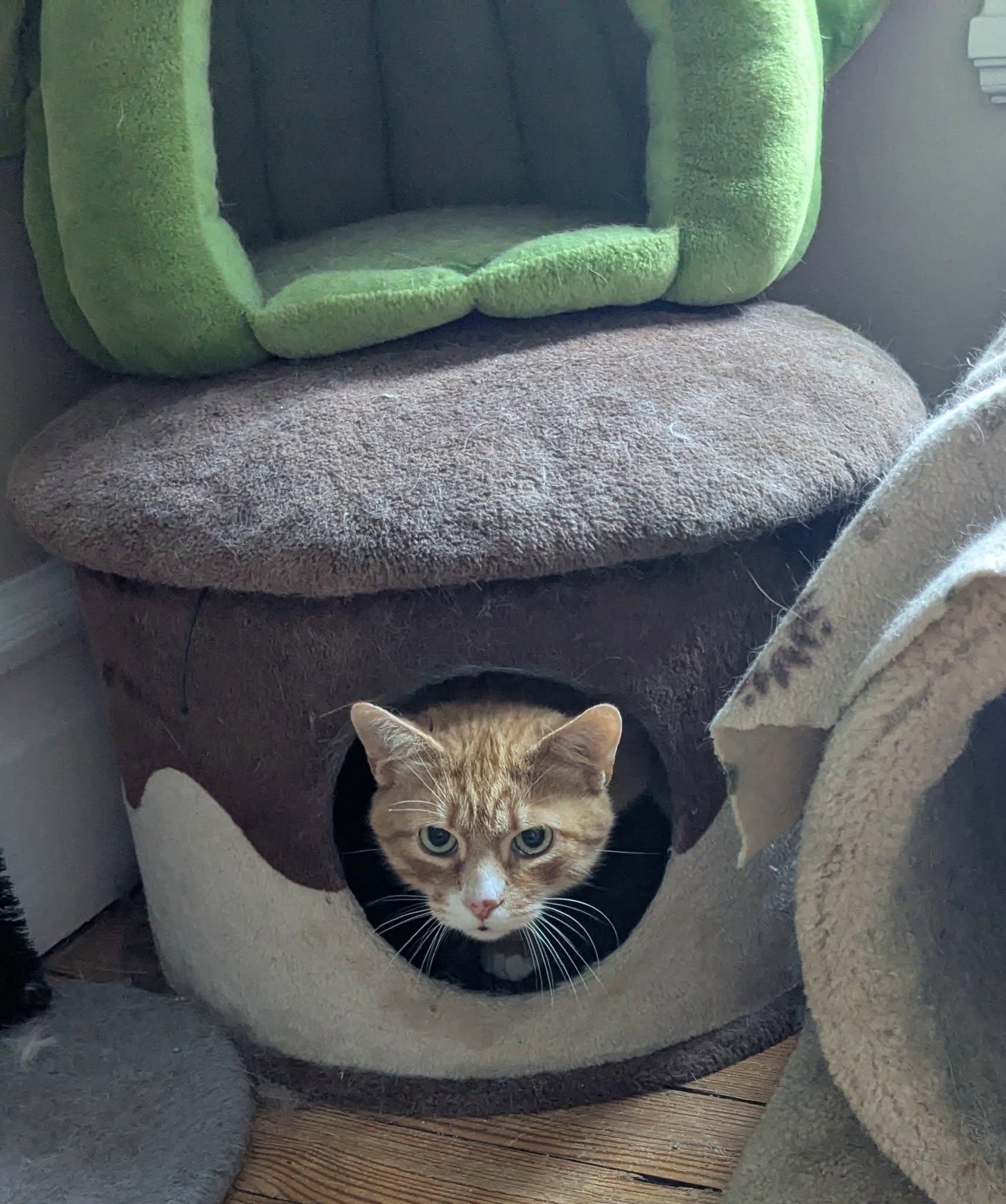 Rocky, Adult Female Domestic Short Hair