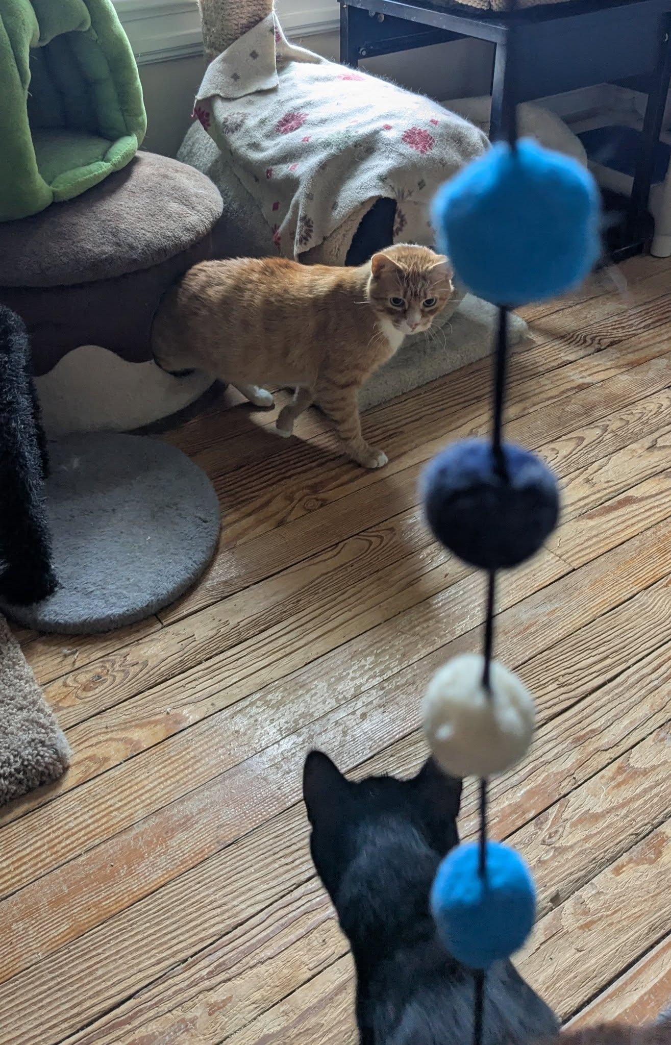 Rocky, a Adoptable mixed breed in Allentown, PA image 2/2