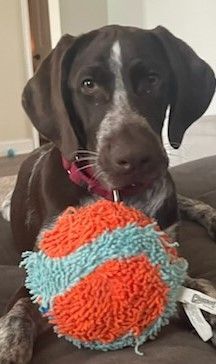 Enlarge GSP Adopted!, a Adoptable German Shorthaired Pointer in Pittsburgh, PA image 1/2