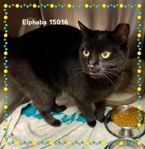ELPHABA, Adoptable, Adult Female Domestic Short Hair.