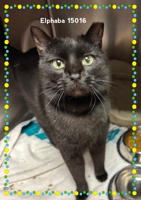 Enlarge ELPHABA, a Adoptable Domestic Short Hair in Marietta, GA image 2/4