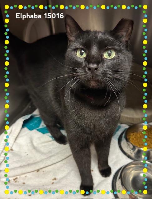 Enlarge ELPHABA, a Adoptable Domestic Short Hair in Marietta, GA image 3/4