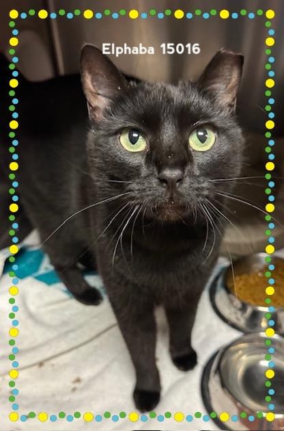 Enlarge ELPHABA, a Adoptable Domestic Short Hair in Marietta, GA image 4/4