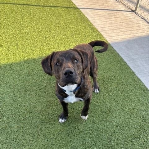 Hook , ADOPTABLE, Adult Male Pit Bull Terrier & Plott Hound.