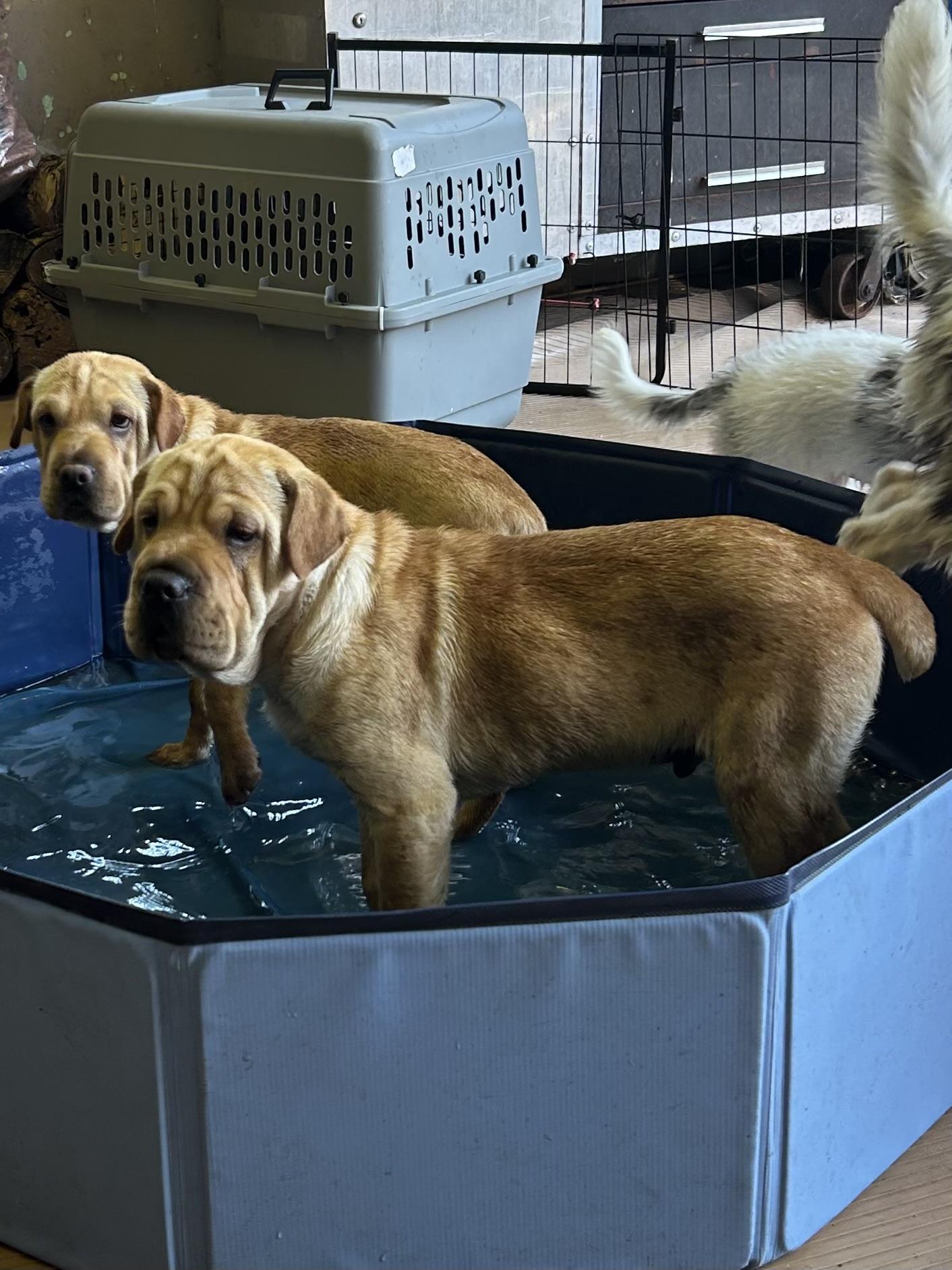 HANK (mini hippo) only 20 lbs, a Adoptable mixed breed in Elyria, OH image 6/6
