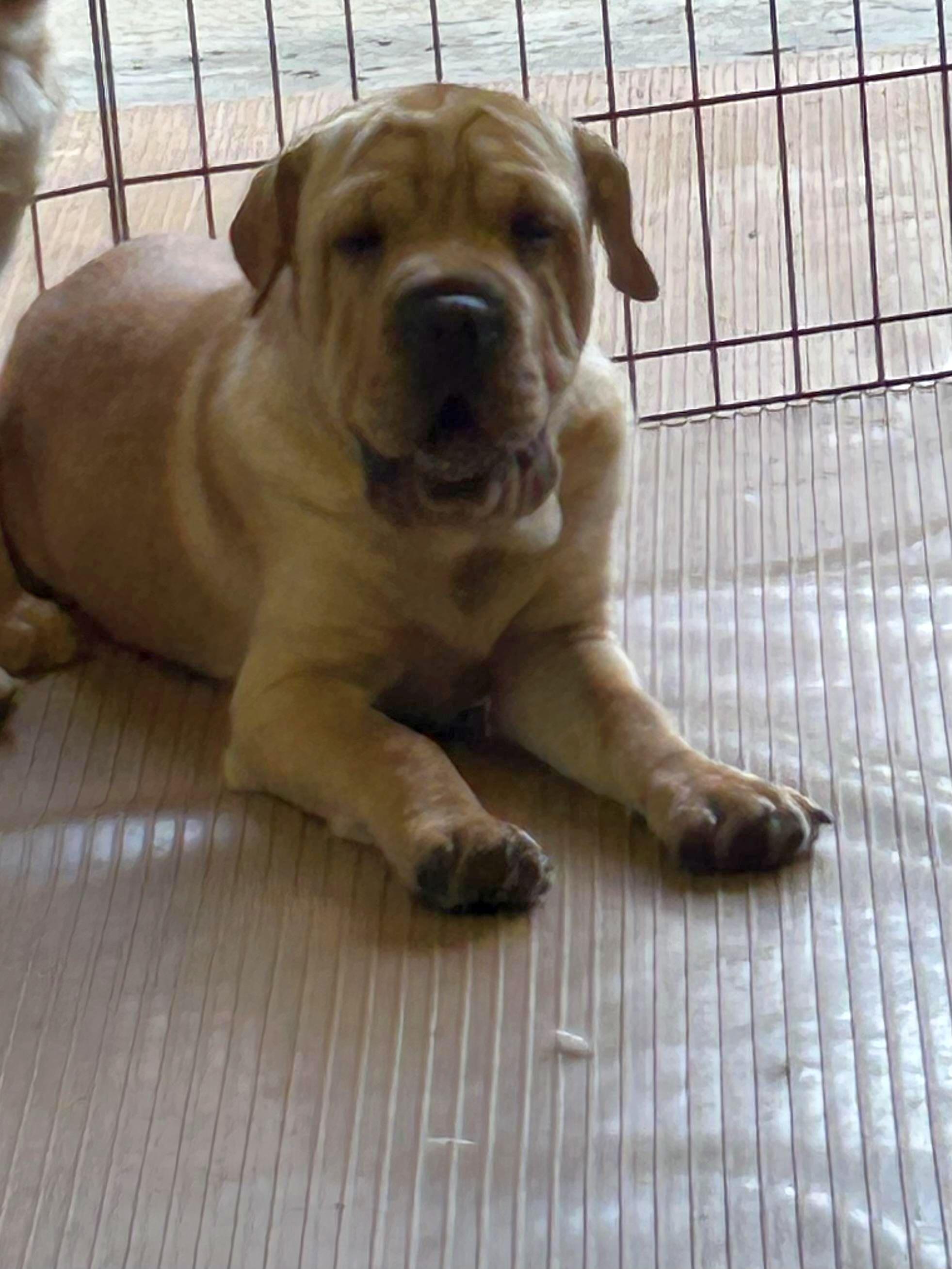 HANK (mini hippo) only 20 lbs, a Adoptable mixed breed in Elyria, OH image 3/6