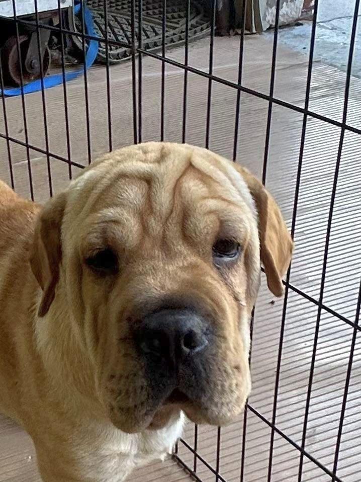 HANK (mini hippo) only 20 lbs, a Adoptable mixed breed in Elyria, OH image 4/6
