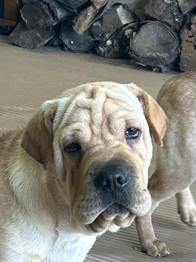 HANK (mini hippo) only 20 lbs, Adoptable, Young Male Mixed Breed & Shar-Pei.