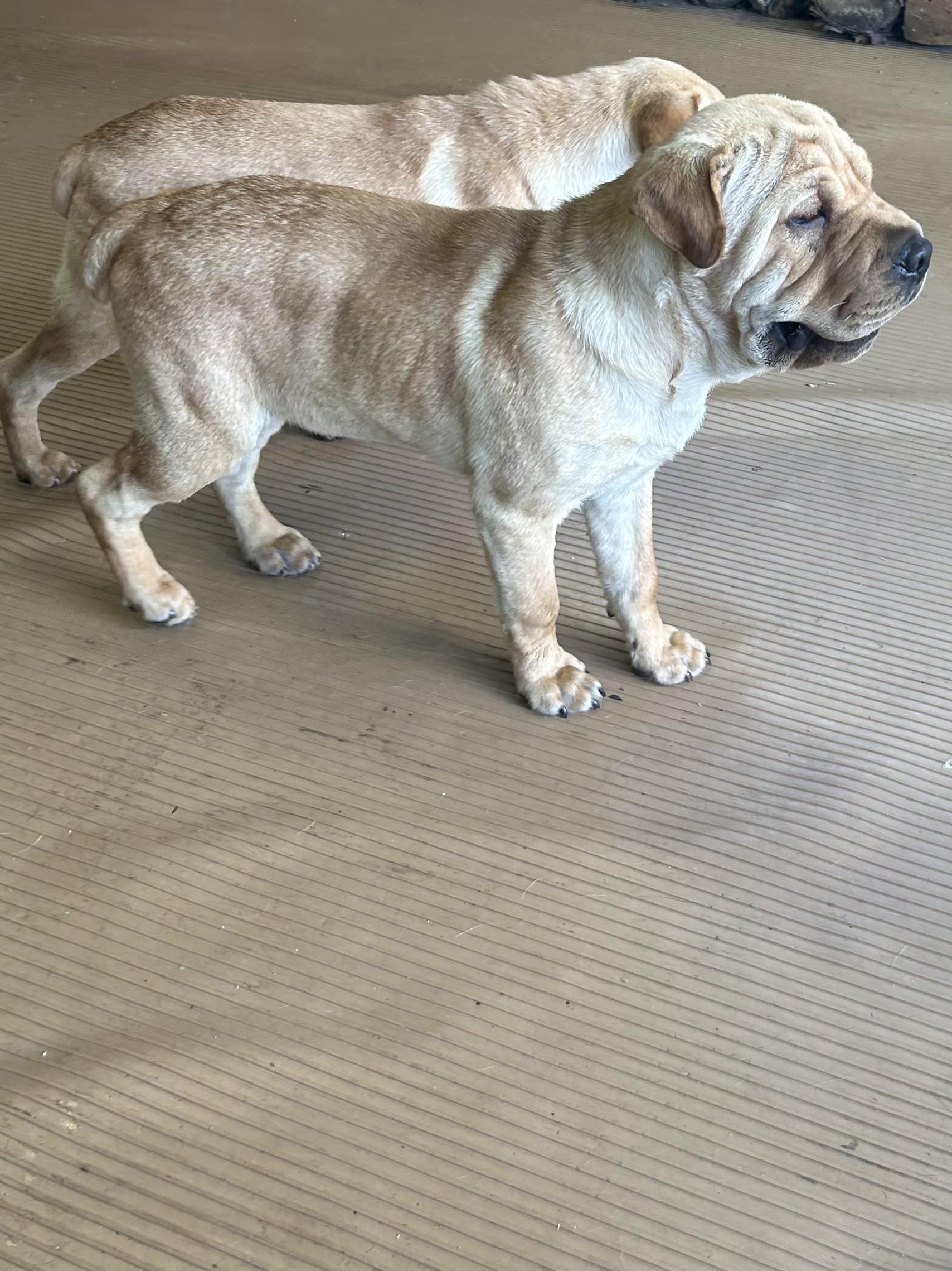 HANK (mini hippo) only 20 lbs, a Adoptable mixed breed in Elyria, OH image 5/6