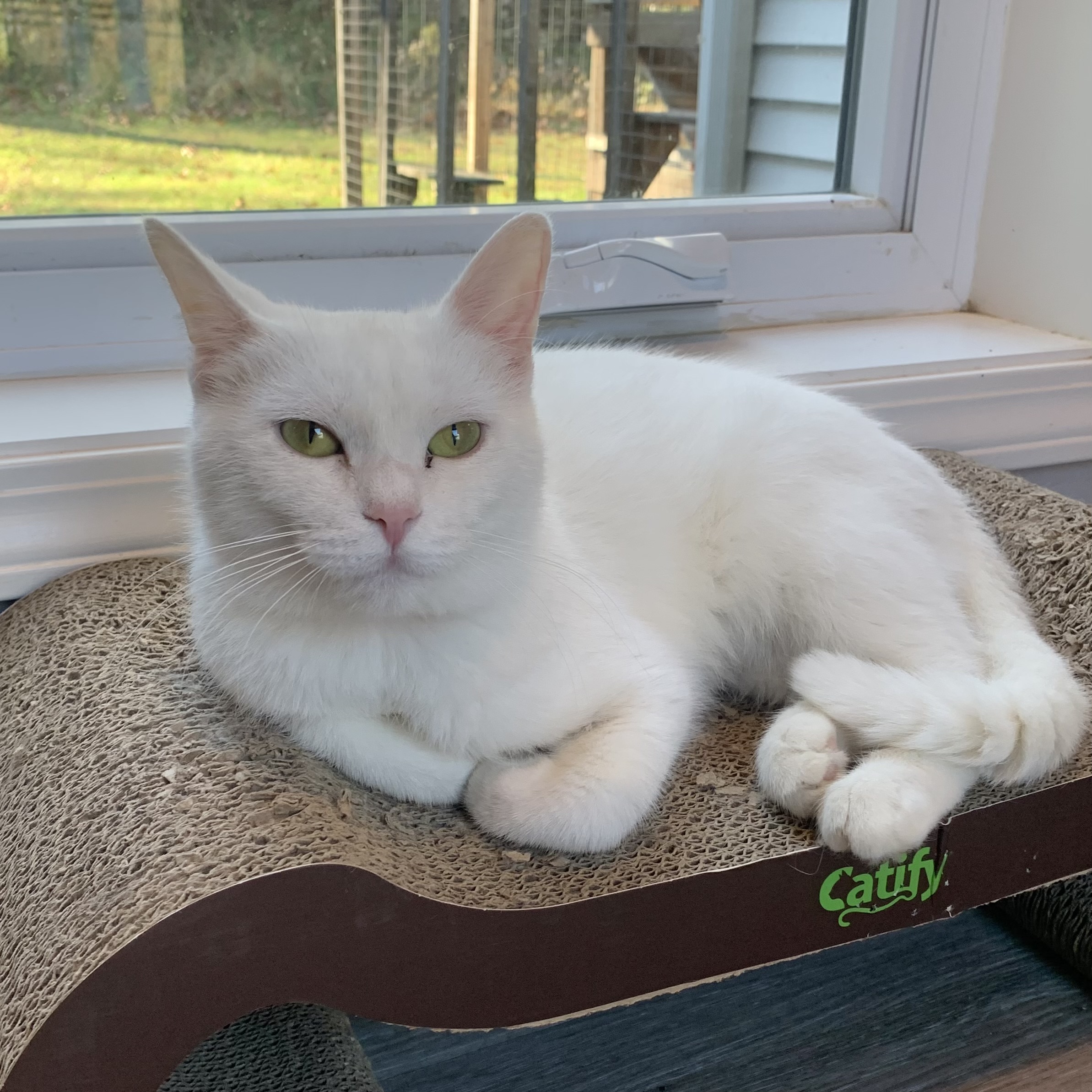 Llamrei, a Adoptable Domestic Short Hair in Victor, NY image 3/5