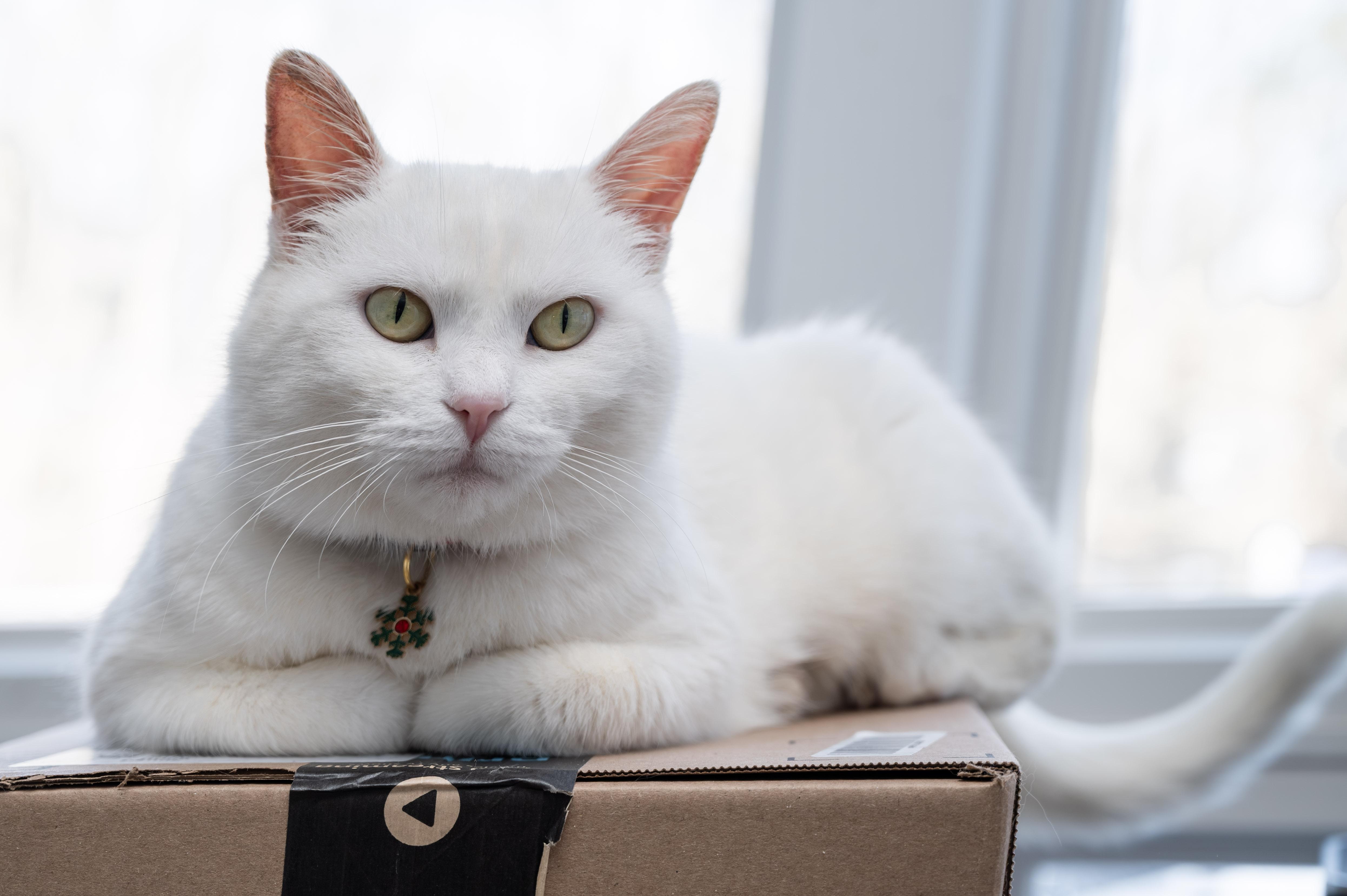 Enlarge Llamrei, a Adoptable Domestic Short Hair in Victor, NY image 3/6