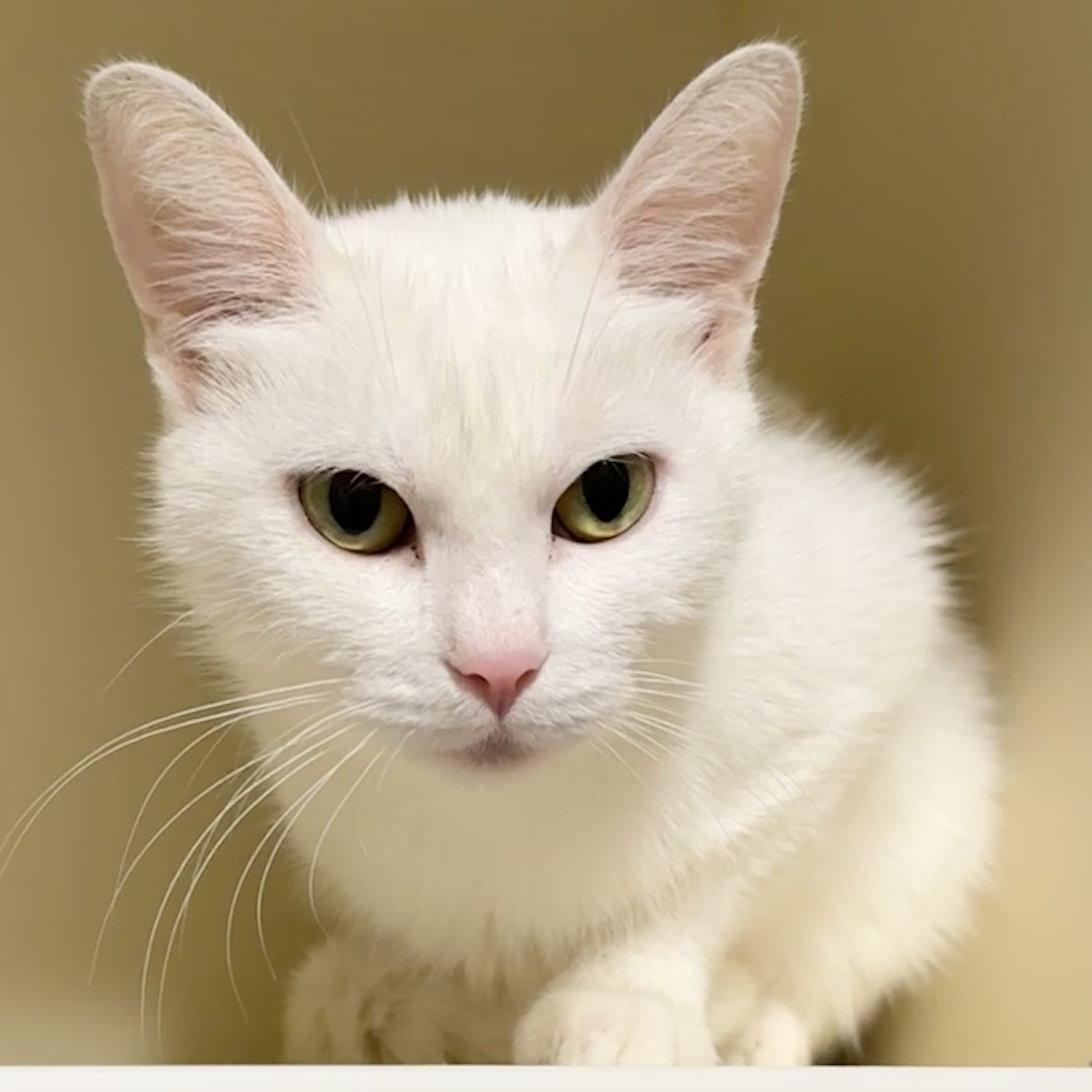 Llamrei, a Adoptable Domestic Short Hair in Victor, NY image 4/5