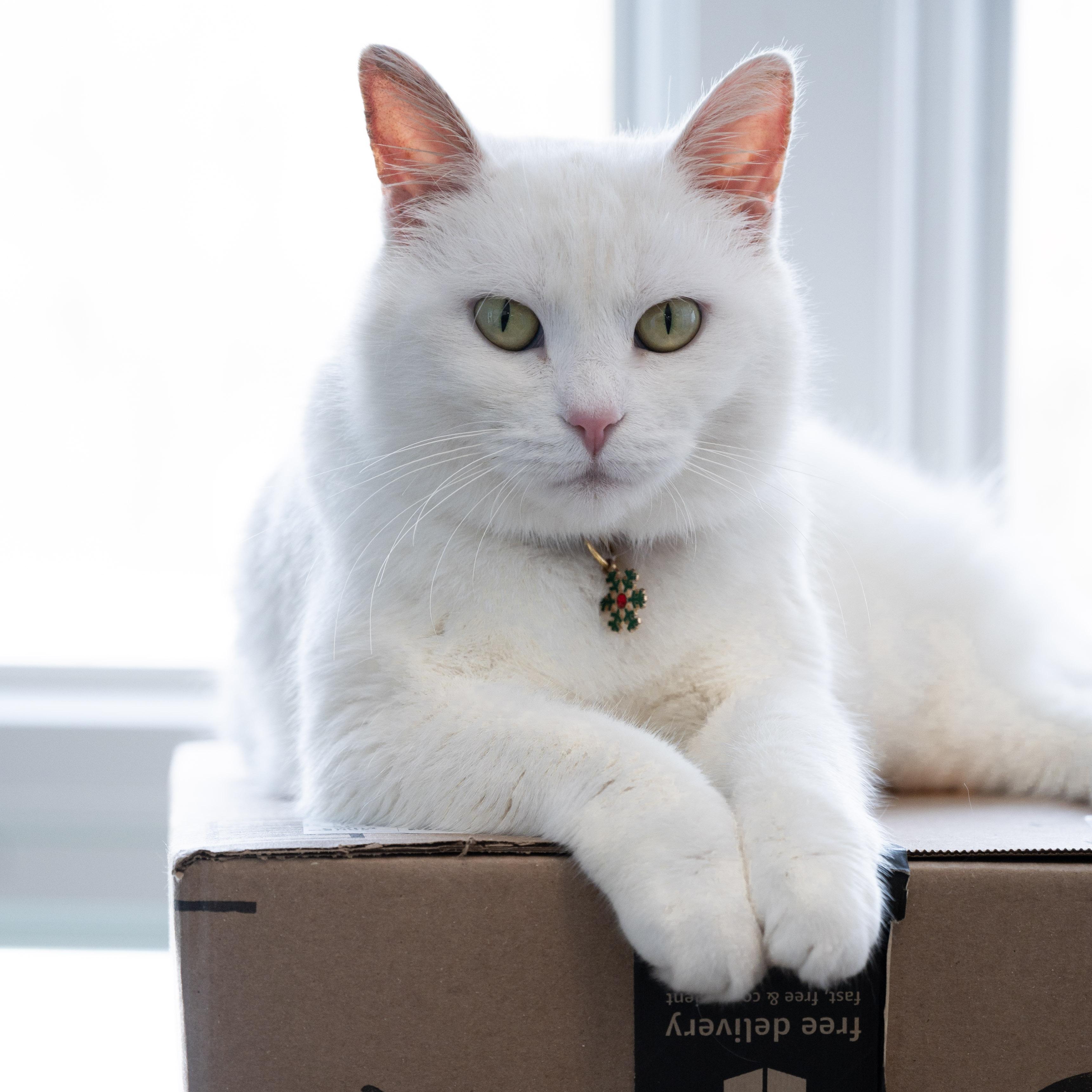 Enlarge Llamrei, a Adoptable Domestic Short Hair in Victor, NY image 4/6