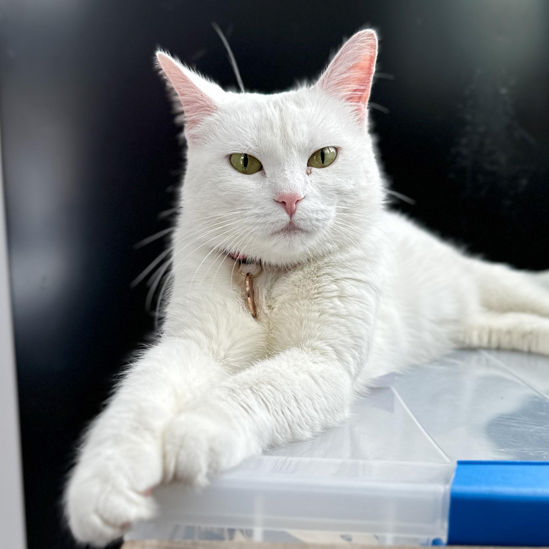 Llamrei, a Adoptable Domestic Short Hair in Victor, NY image 5/5