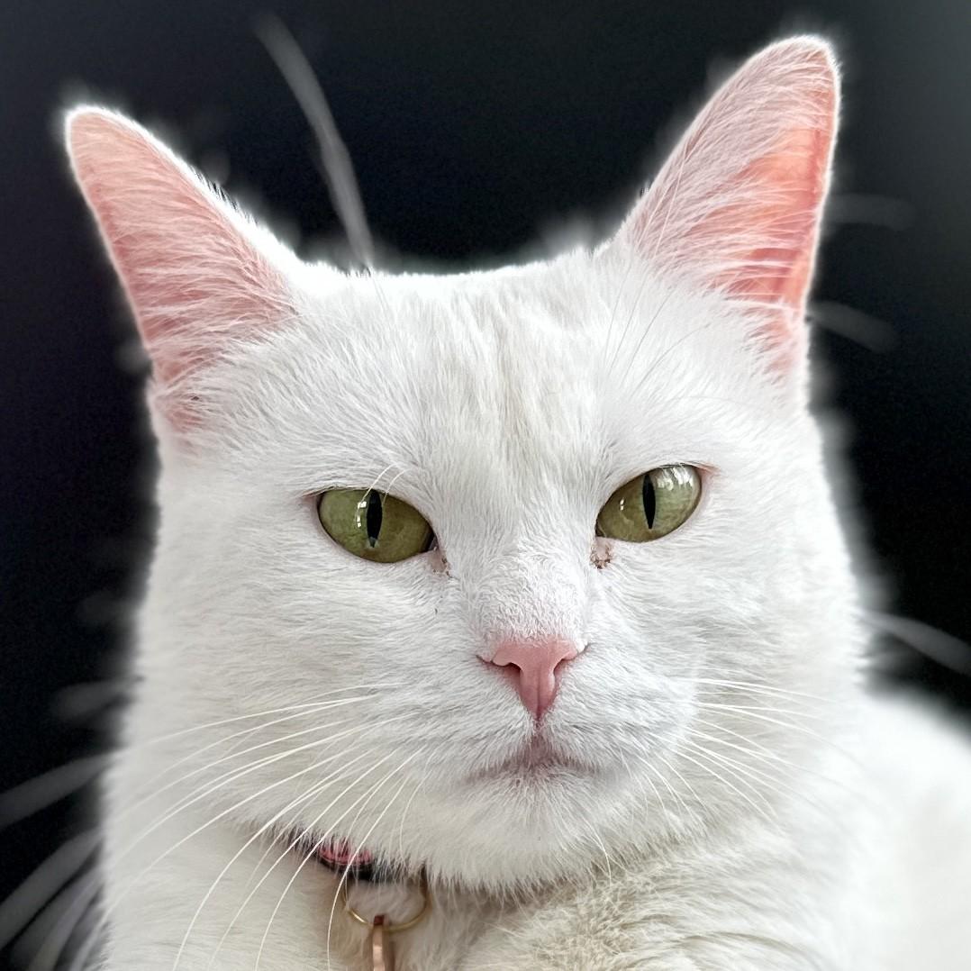 Llamrei, a Adoptable Domestic Short Hair in Victor, NY image 1/5