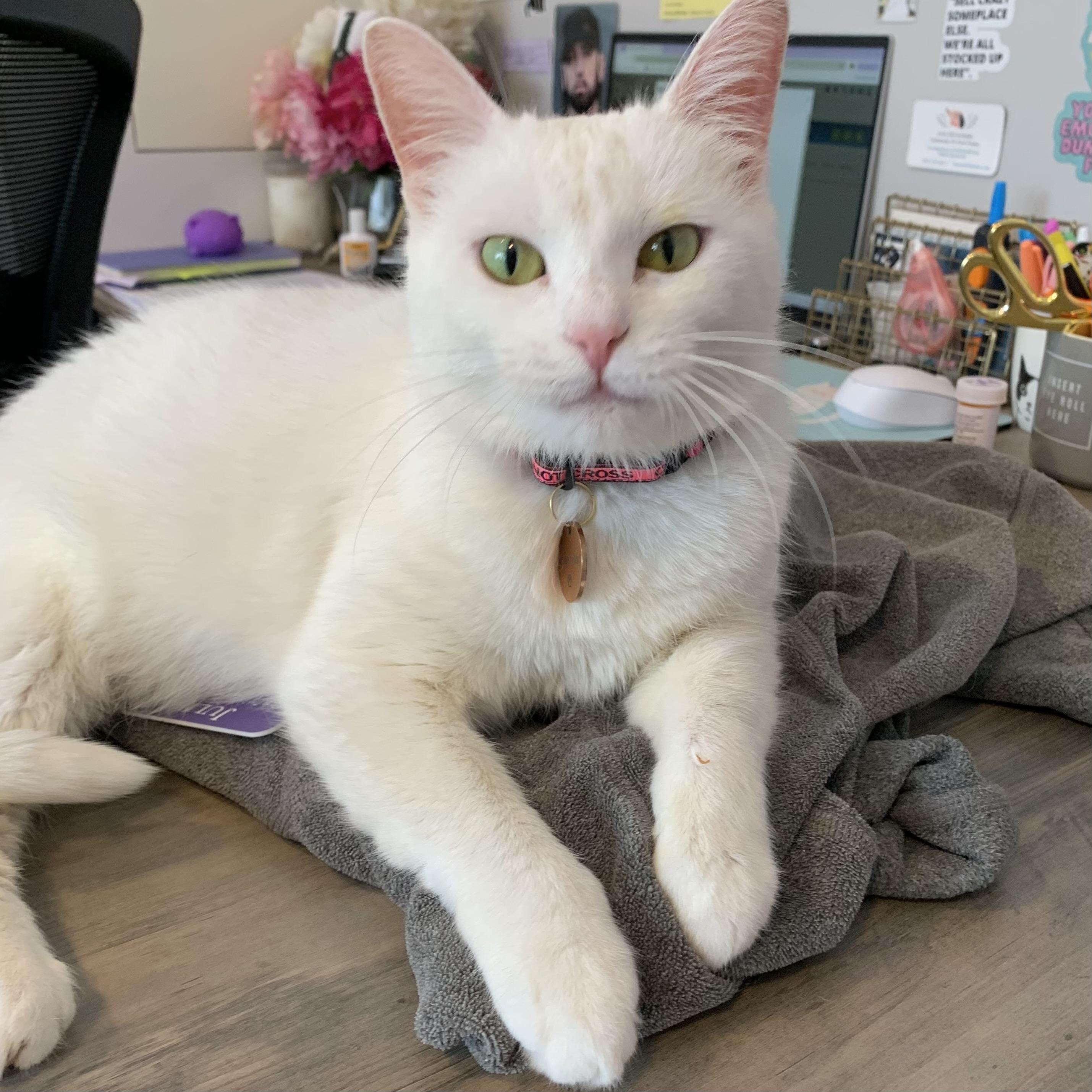 Llamrei, a Adoptable Domestic Short Hair in Victor, NY image 2/5