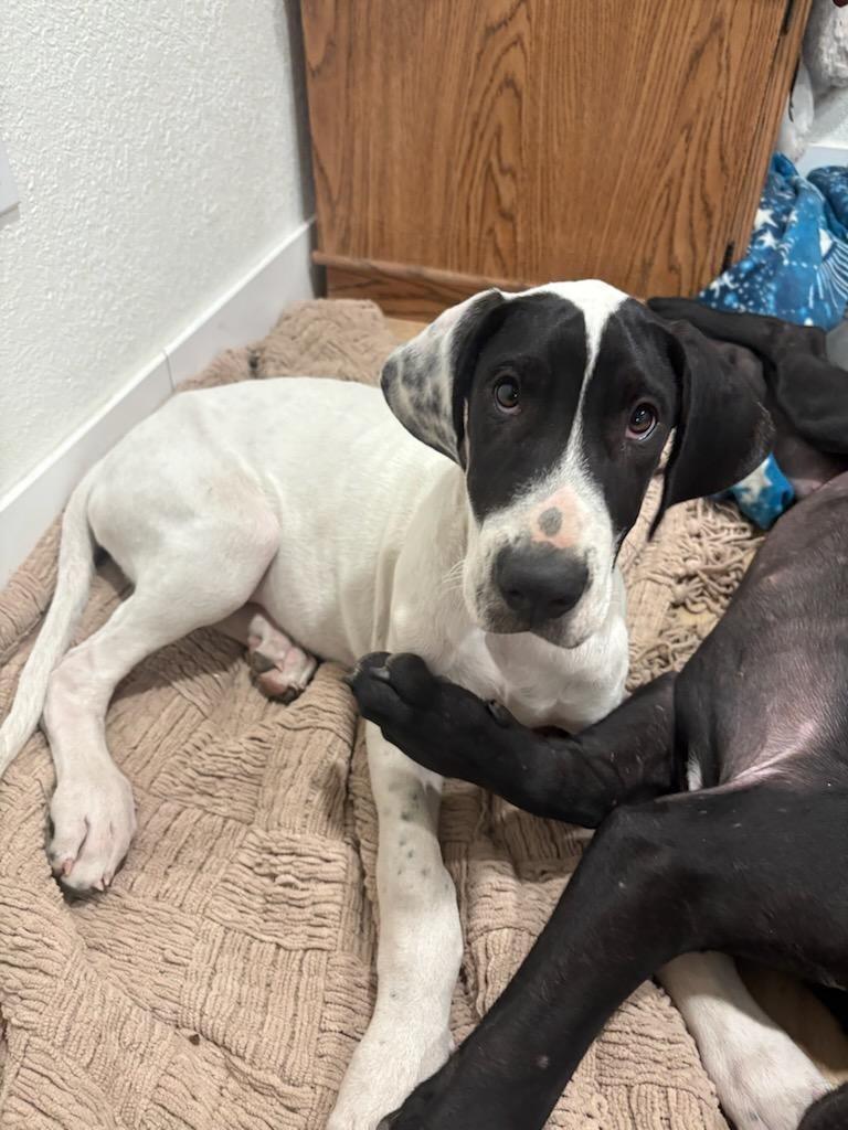 London, ADOPTABLE, Puppy Female Great Dane.