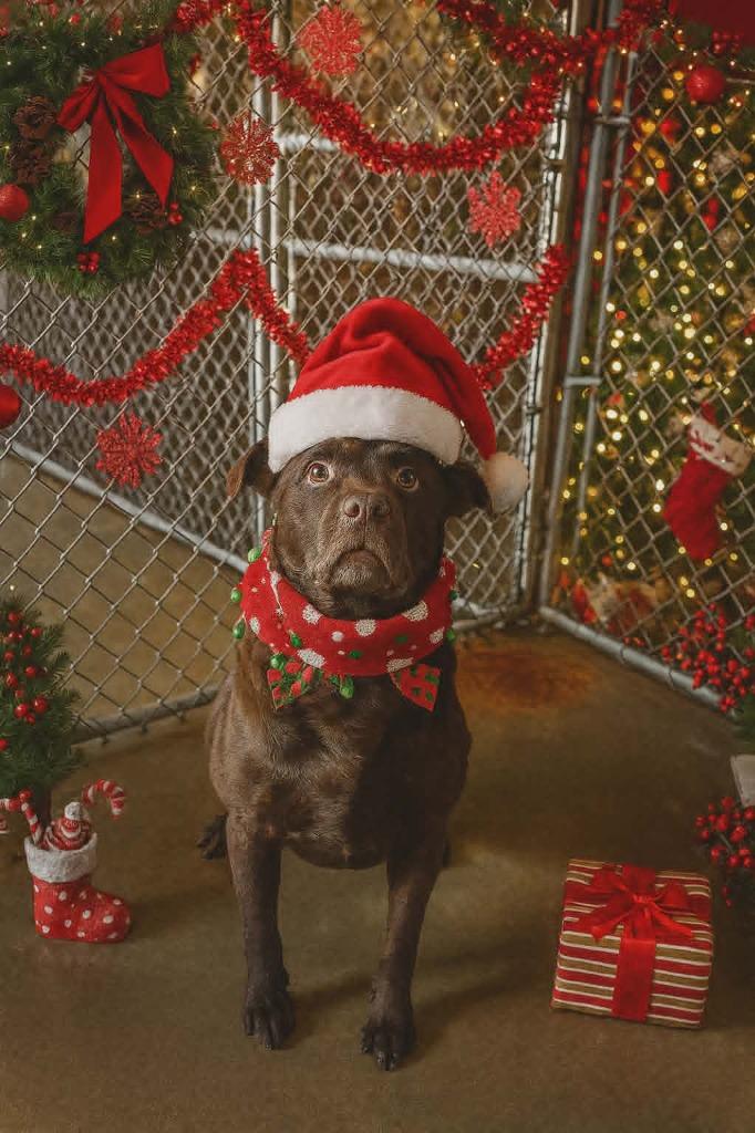 BONZI, Adoptable, Young Male Mixed Breed.