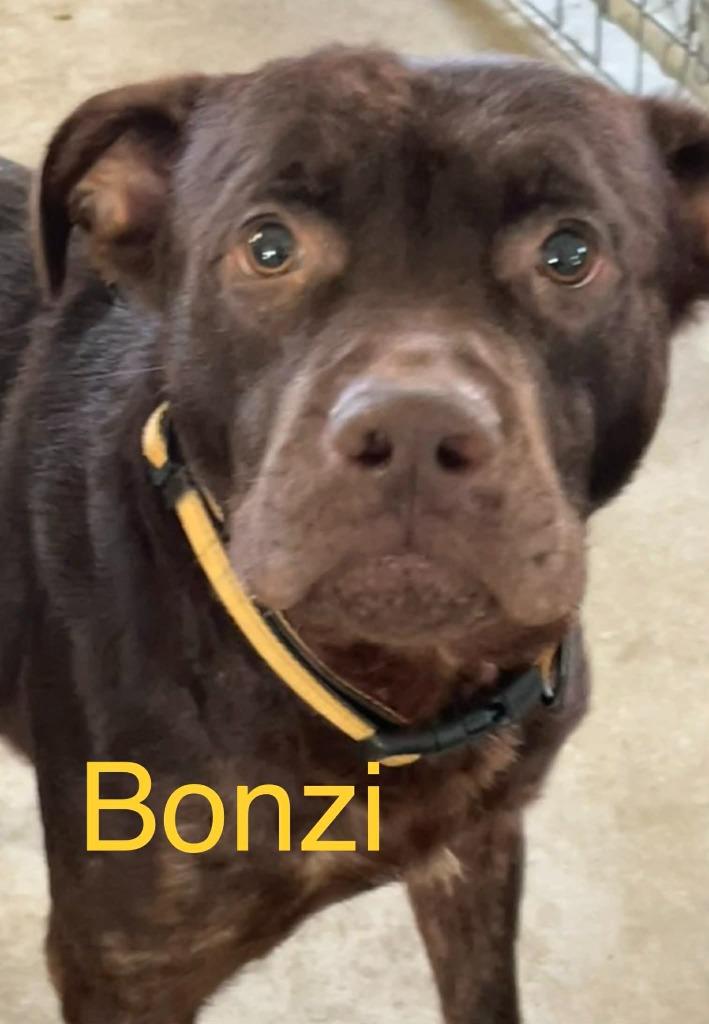 BONZI, Adoptable, Young Male Mixed Breed.