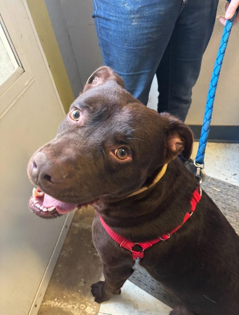 Enlarge BONZI, a Adoptable mixed breed in Princeton, IN image 3/3