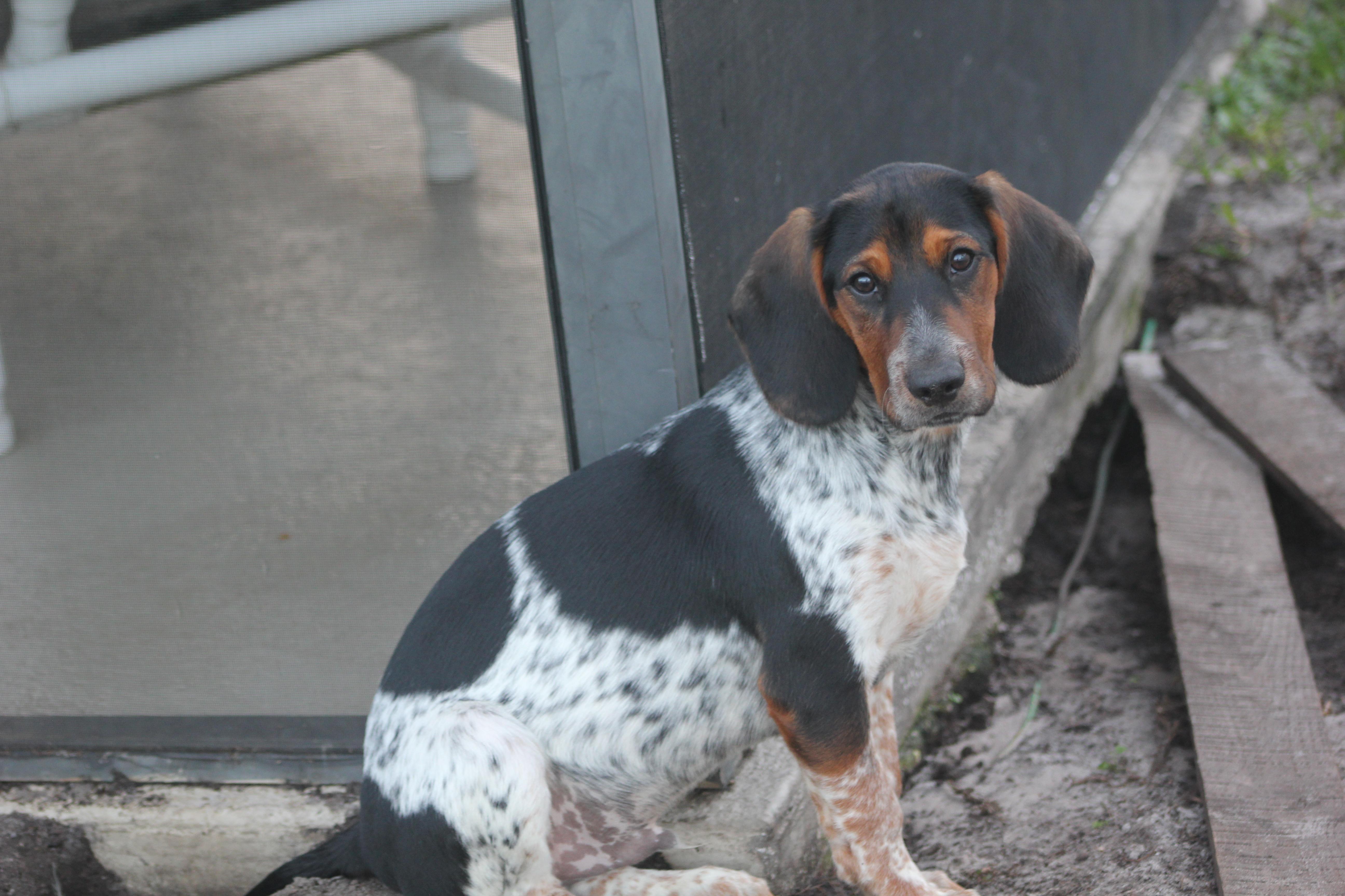 Enlarge Orson, a Adoptable mixed breed in Orlando, FL image 4/4