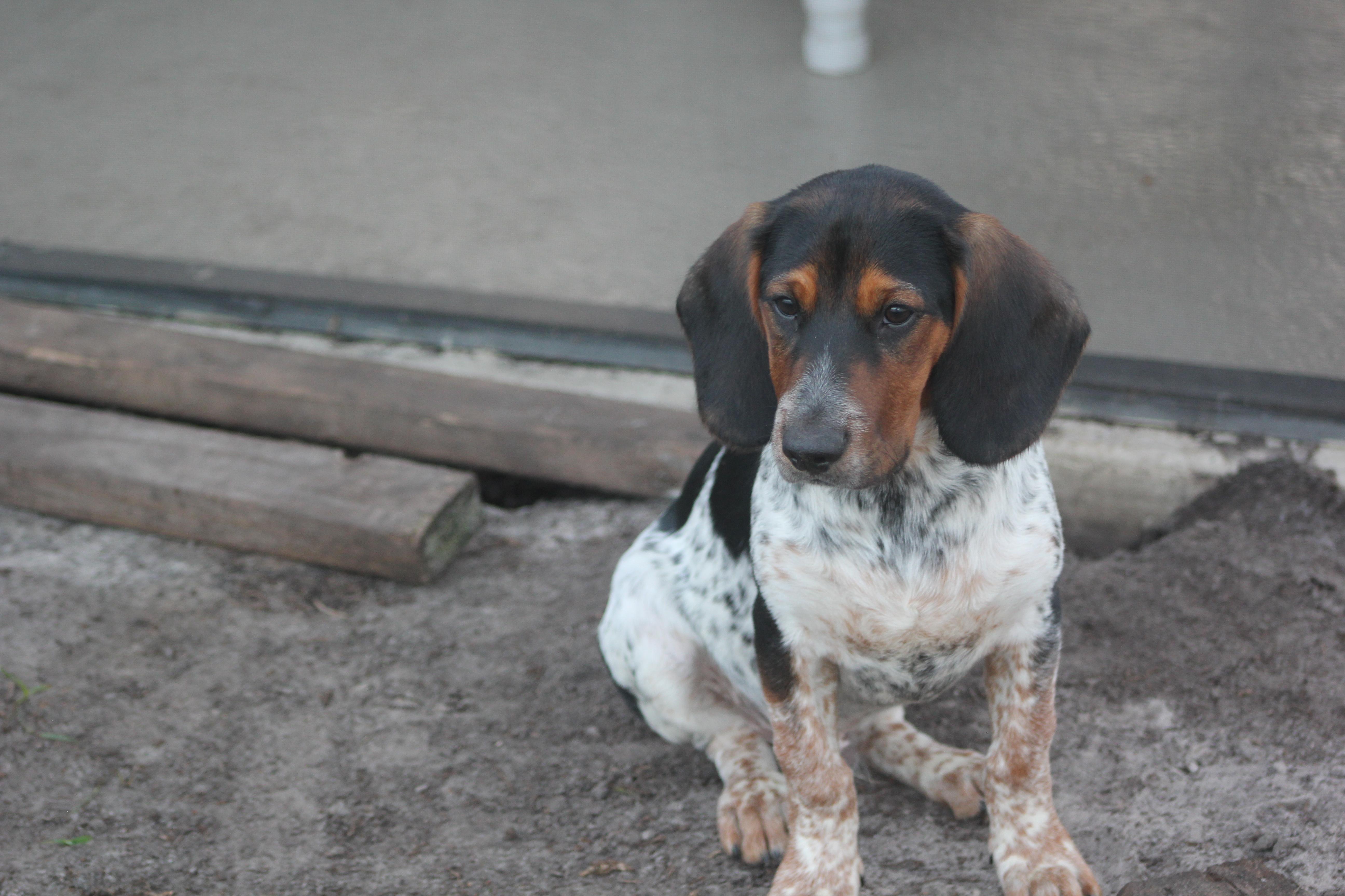 Enlarge Orson, a Adoptable mixed breed in Orlando, FL image 3/4