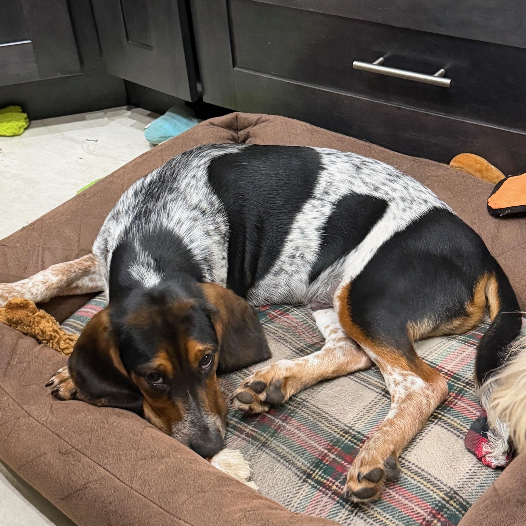 Enlarge Orson, a Adoptable mixed breed in Orlando, FL image 4/6