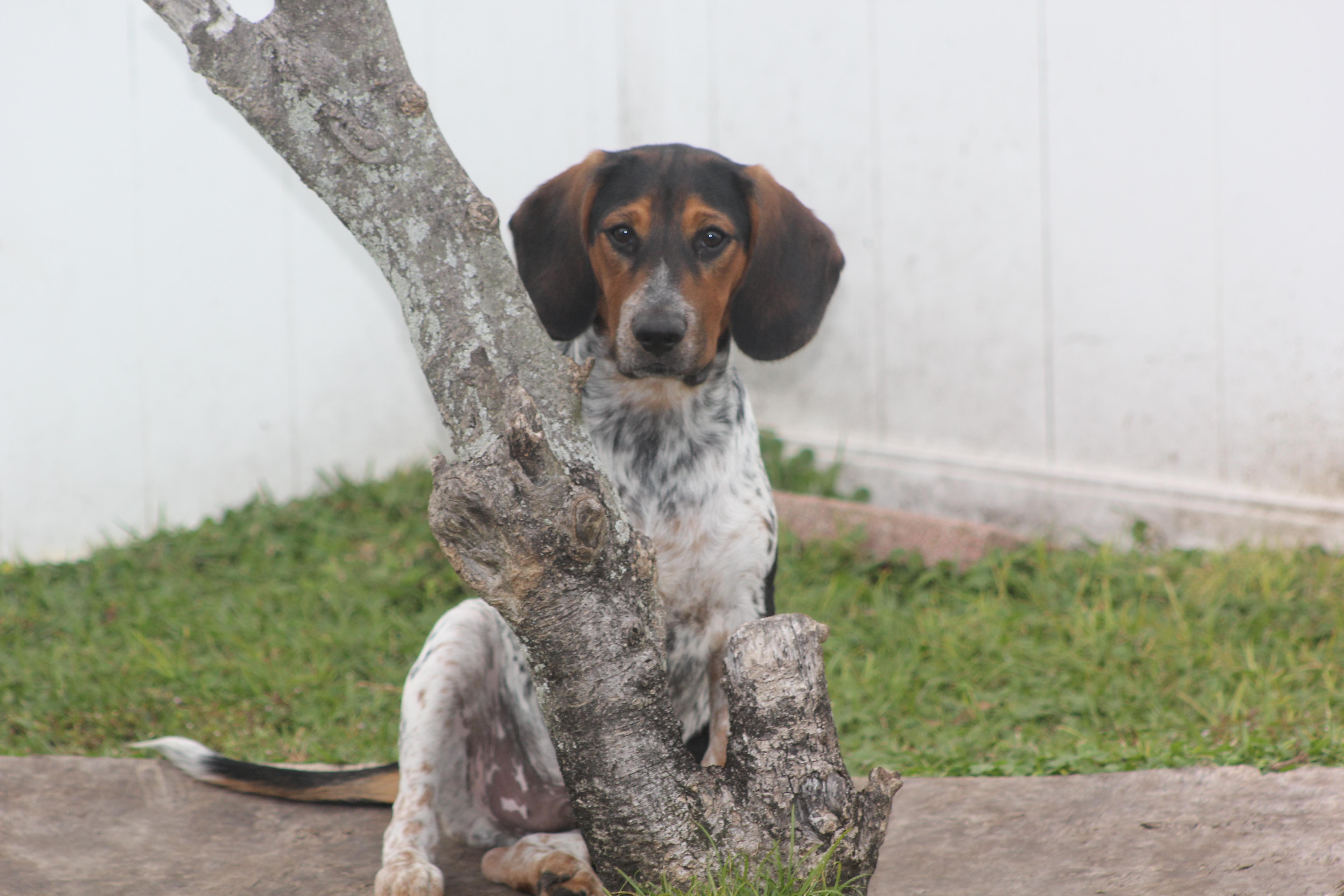 Enlarge Orson, a Adoptable mixed breed in Orlando, FL image 5/6