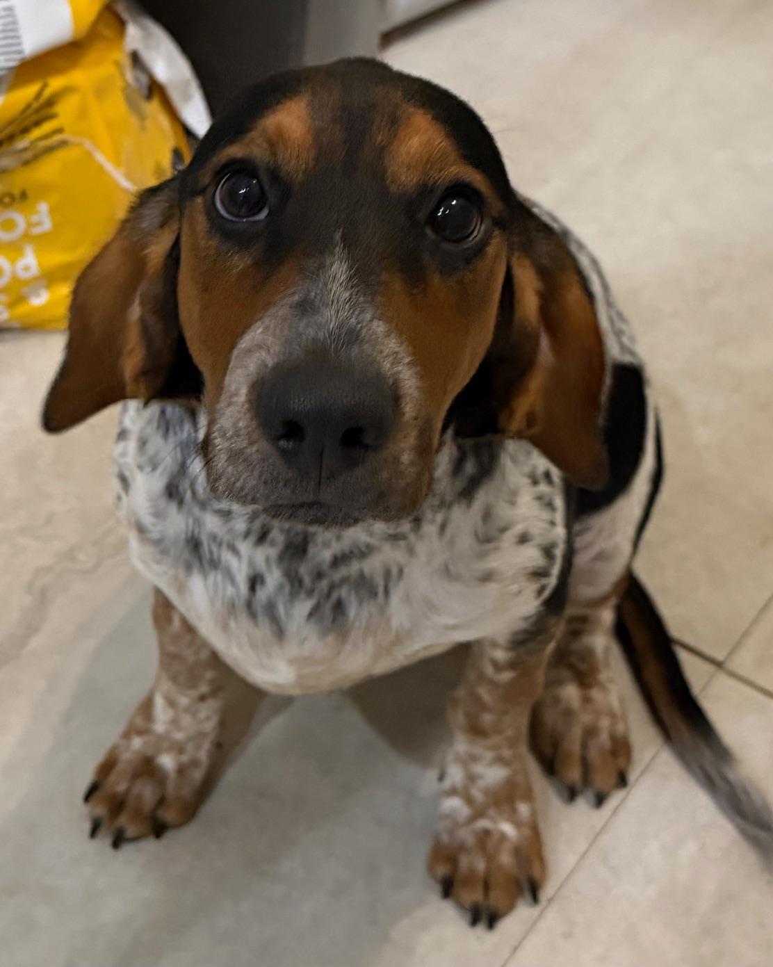 Enlarge Orson, a Adoptable mixed breed in Orlando, FL image 2/6