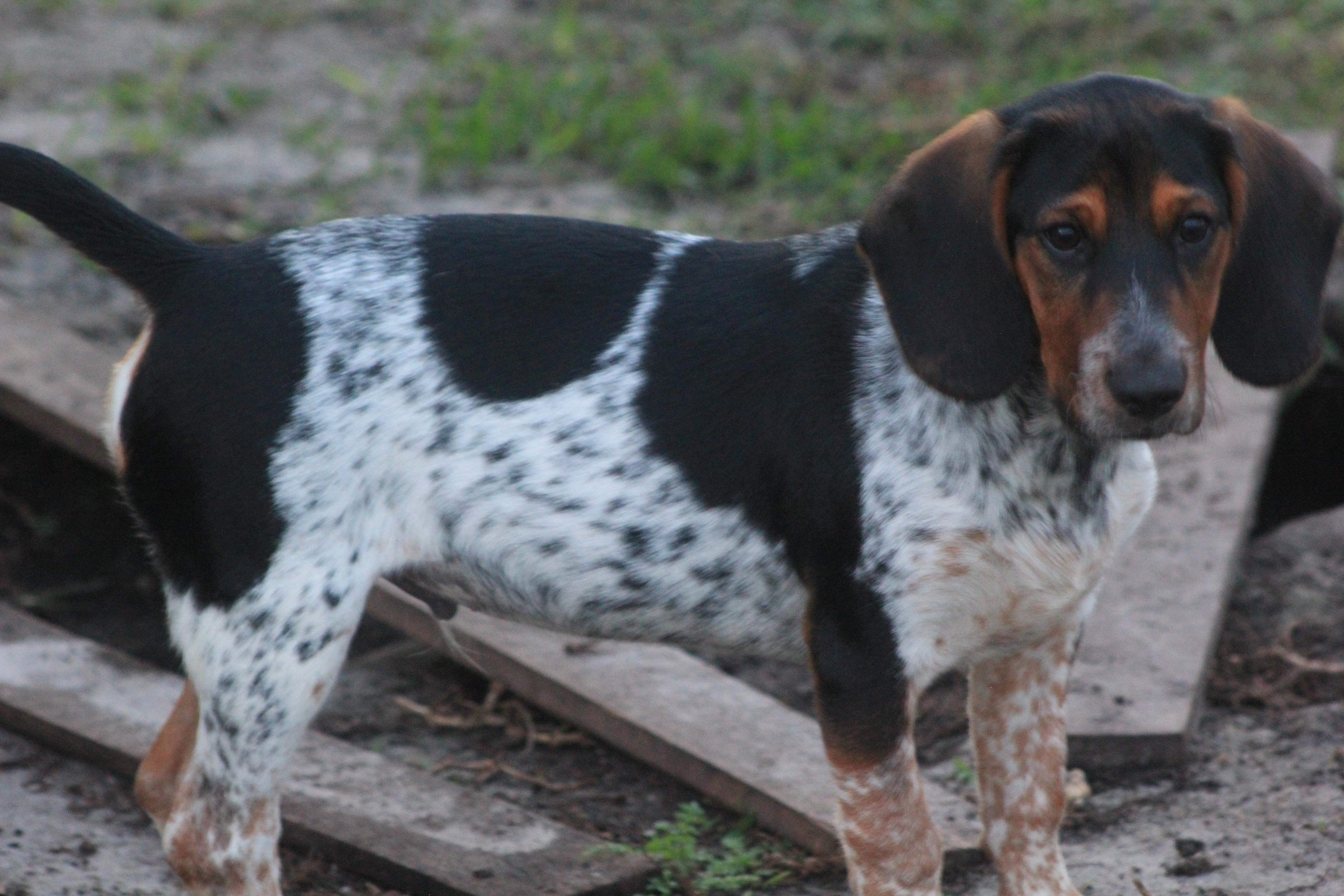 Orson, Adoptable, Puppy Male Beaglier & Australian Cattle Dog / Blue Heeler.