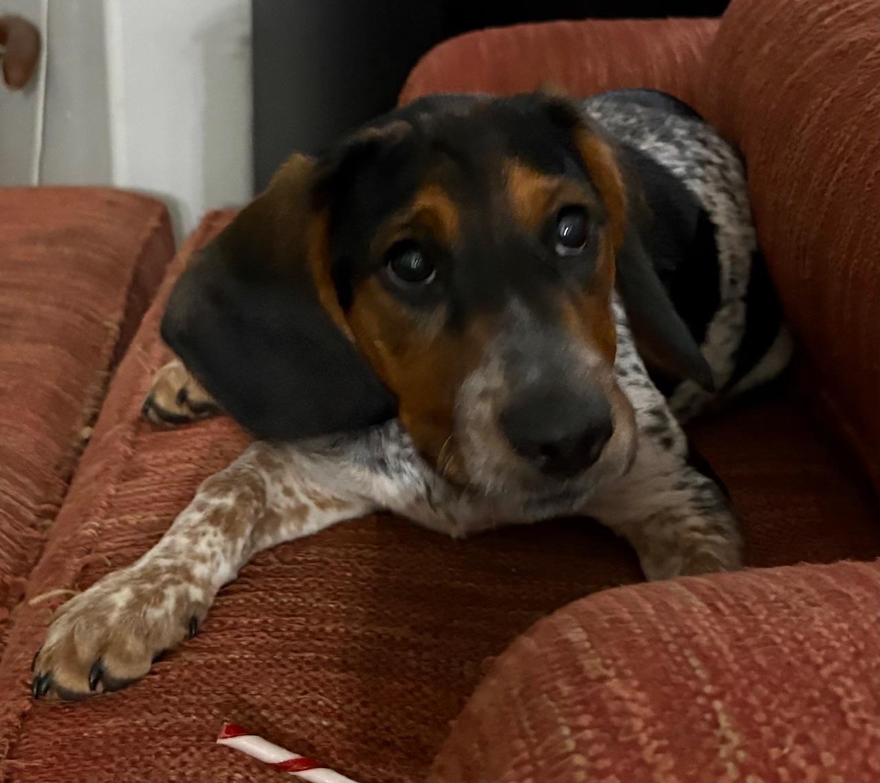 Enlarge Orson, a Adoptable mixed breed in Orlando, FL image 2/4