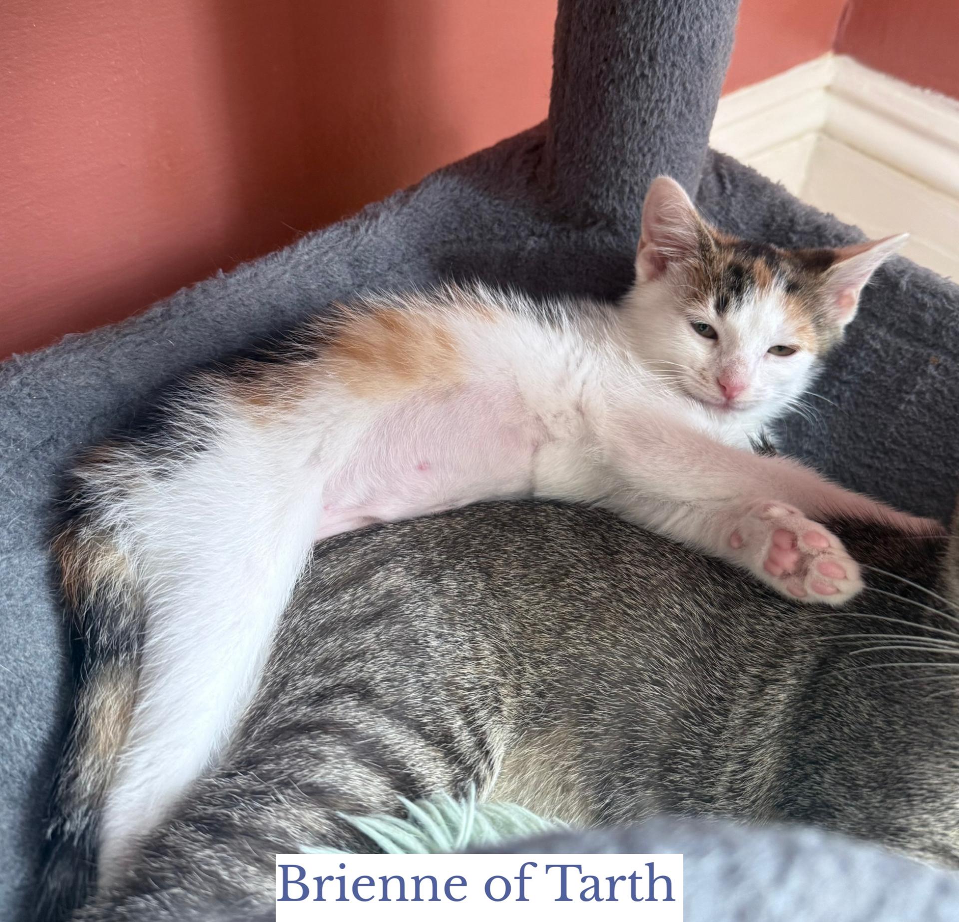 Enlarge Brienne of Tarth, a ADOPTABLE Domestic Short Hair in Berkeley Springs, WV image 4/6