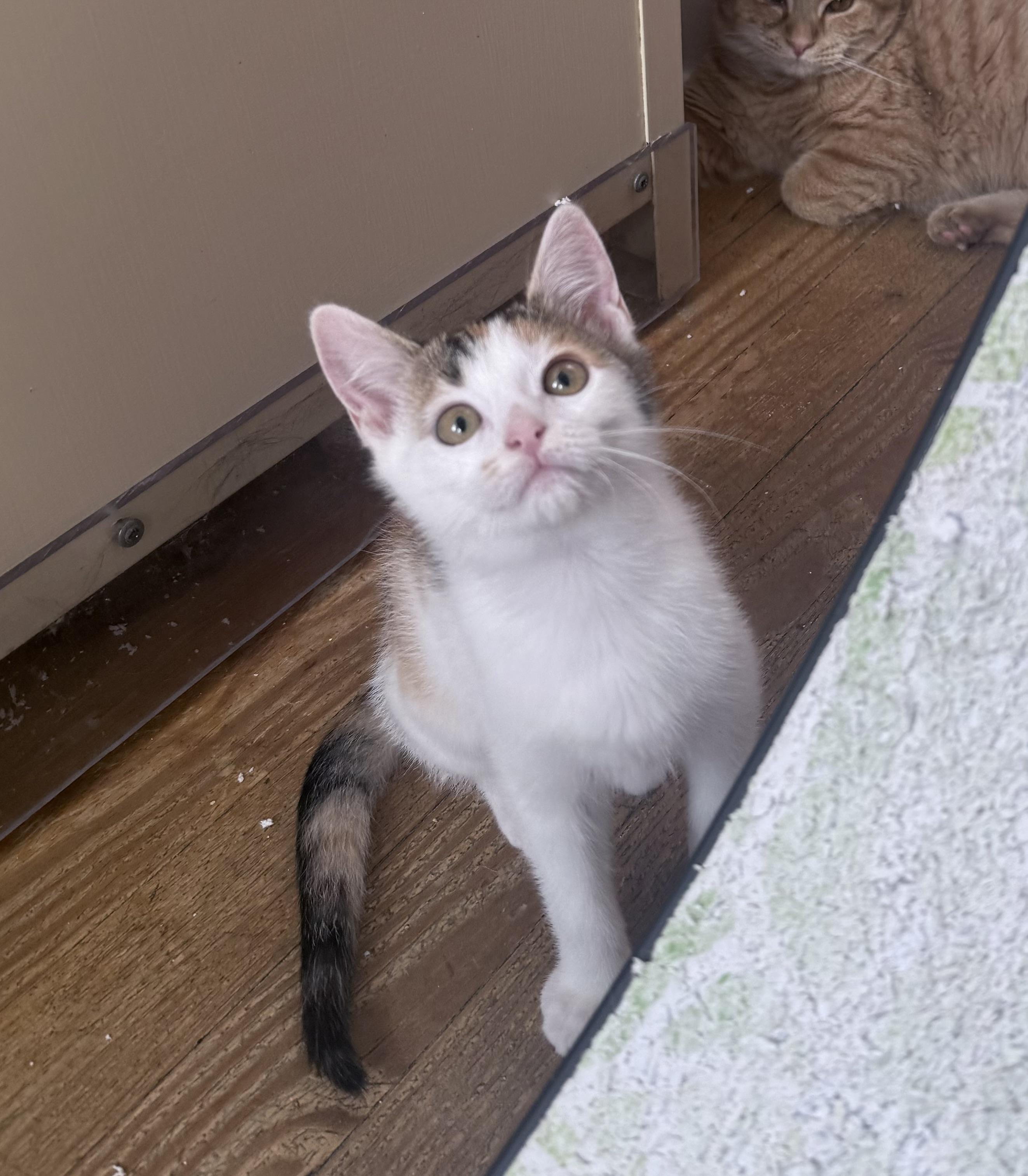 Brienne of Tarth, ADOPTABLE, Young Female Domestic Short Hair.