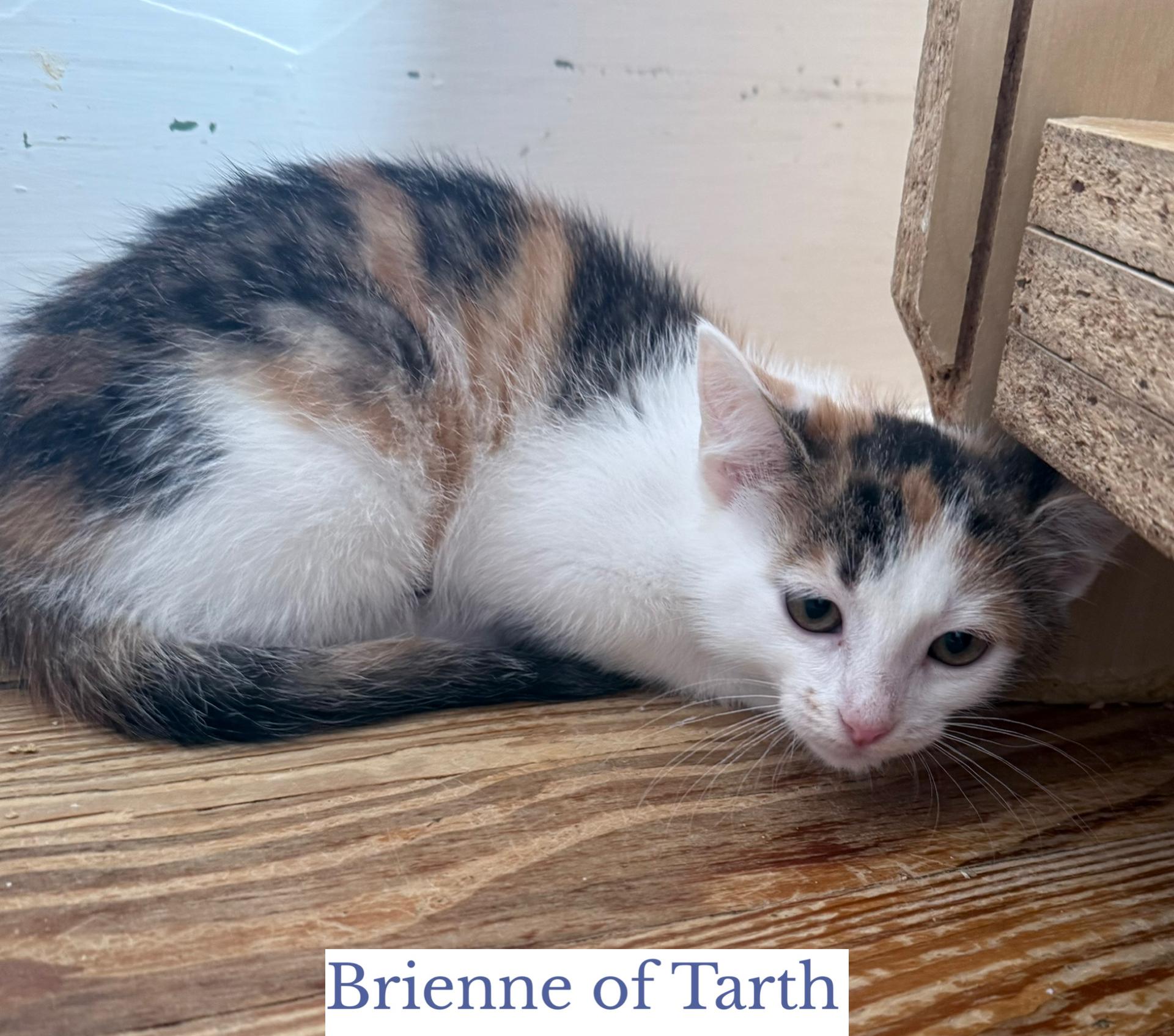 Enlarge Brienne of Tarth, a ADOPTABLE Domestic Short Hair in Berkeley Springs, WV image 3/6